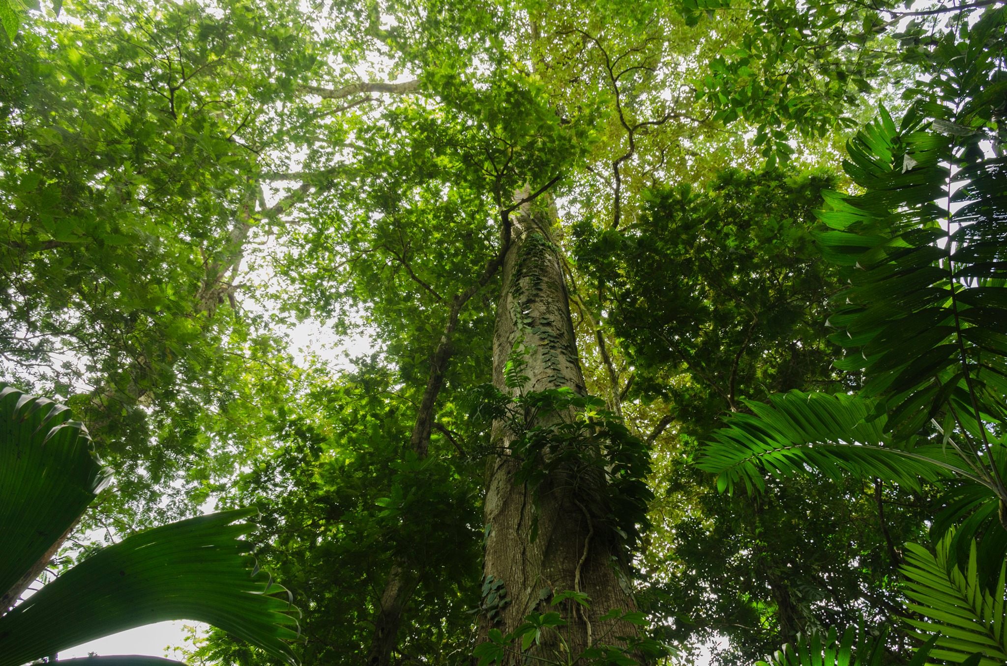 El programa de Pago por Servicios Ambientales (PSA) ofrece un reconocimiento financiero a sus participantes propietarios de bosques y plantaciones forestales para la protección del ambiente. Sin embargo, no pide datos sensibles ni por correo, ni por teléfono. Fotografía: Fonafifo.