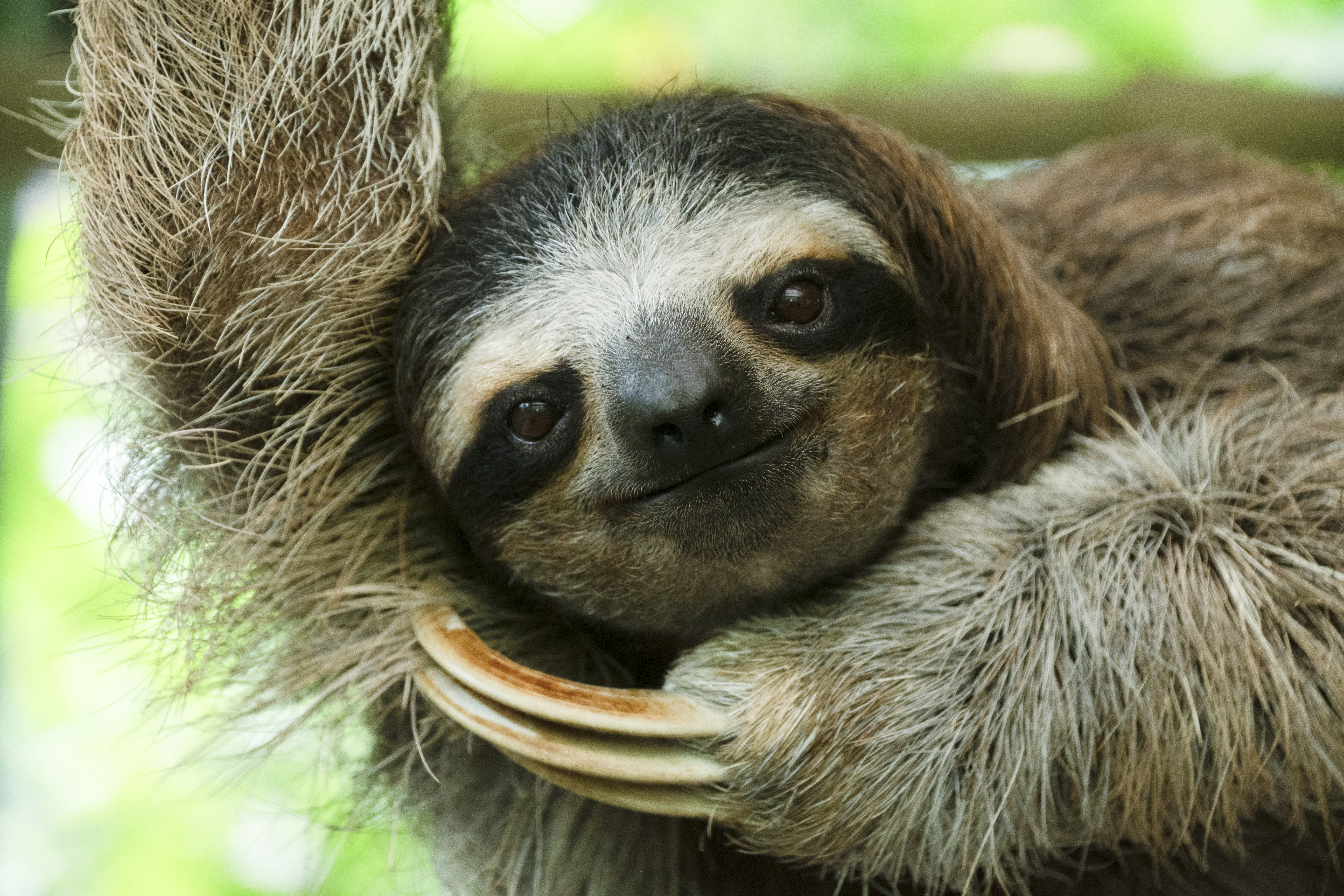 A sloth hangs from a tree branch at the Sloth Sanctuary and Rescue Shelter in Cahuita, Limon Province, Costa Rica, on March 10, 2023. - The fur of the Costa Rican sloth can produce antibiotics that keep at bay pathogens tha could make the tropical animal sick. Now, scientists wonder whether they could apply this to humans. Max Chavarria, a researcher at the University of Costa Rica, found in the notoriously lazy mammals' fur a unique mix of insects, fungi, algae and bacteria creating a delicately balanced biome that keeps sickness away. (Photo by Ezequiel BECERRA / AFP)