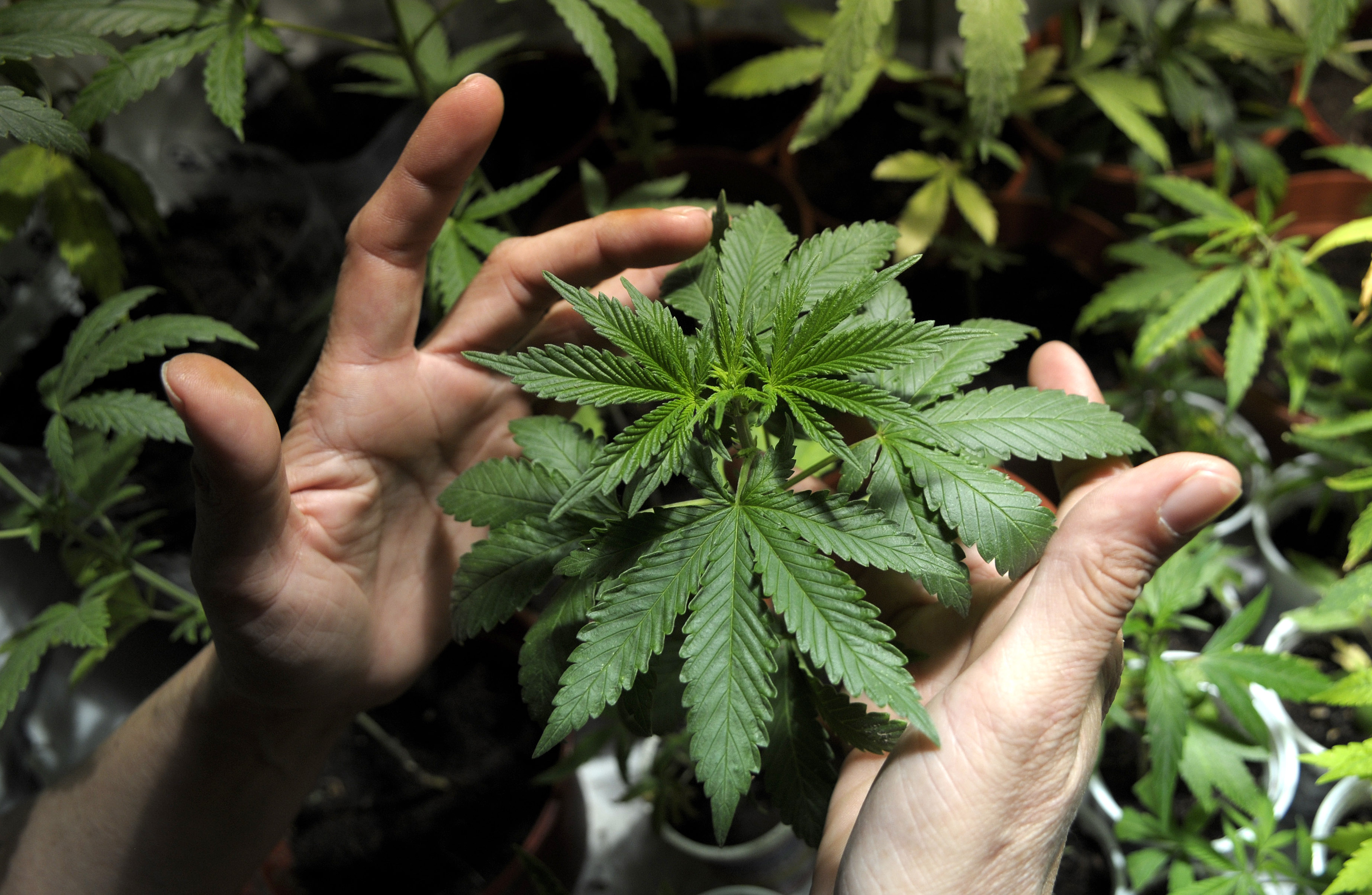 Proyecto pretende regular uso medicinal de la mariguana.