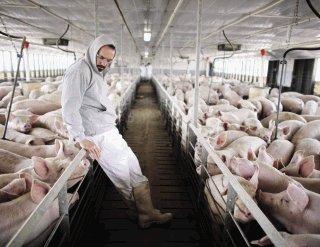 FILE - TO GO WITH STORY SLUGGED GRIPE PORCINA TRANSMISION - In this photo taken April 27, 2009, Victor Calderon, General Director of Granjas Carroll de Mexico, stands next to pigs at one of the company's farms on the outskirts of Xicaltepec in Mexico's Veracruz state. (AP Photo/Alexandre Meneghini)
