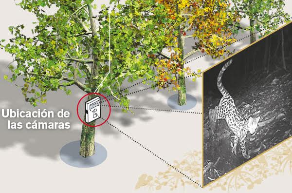 Cámaras de vigilancia en bosques