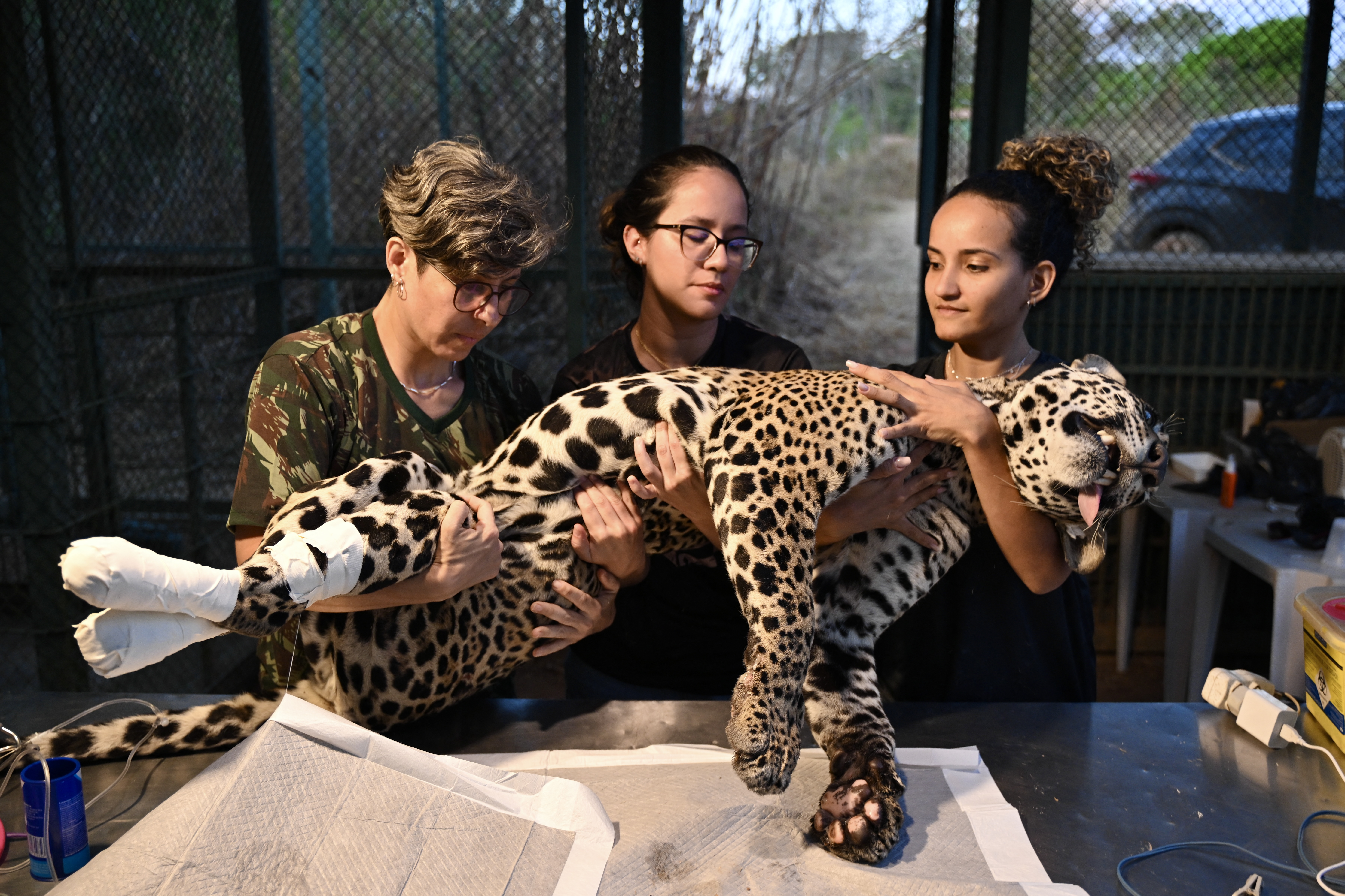 La veterinaria Poliana Motinha (izq.) y sus colegas sostienen a Itapira, una joven jaguar hembra que sufrió quemaduras en las patas durante los recientes incendios en el Pantanal, mientras recibe tratamiento para curar sus heridas y reintroducirla en la naturaleza en la ONG Instituto Nex No Extintion en Corumba de Goiás, estado de Goiás, Brasil.