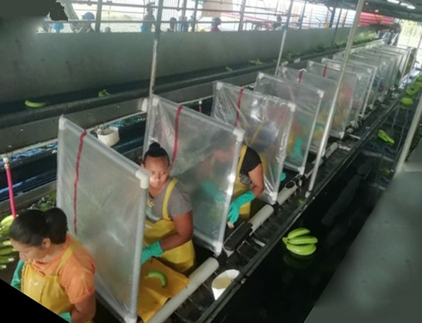 Las áreas de empaque de la fruta, en las diferentes fincas, aplicaron estrictos controles. Por ejemplo, lograron aislar los puestos donde se escoge el banano, para evitar el contacto directo entre trabajadoras. Foto: Cortesía de Corbana