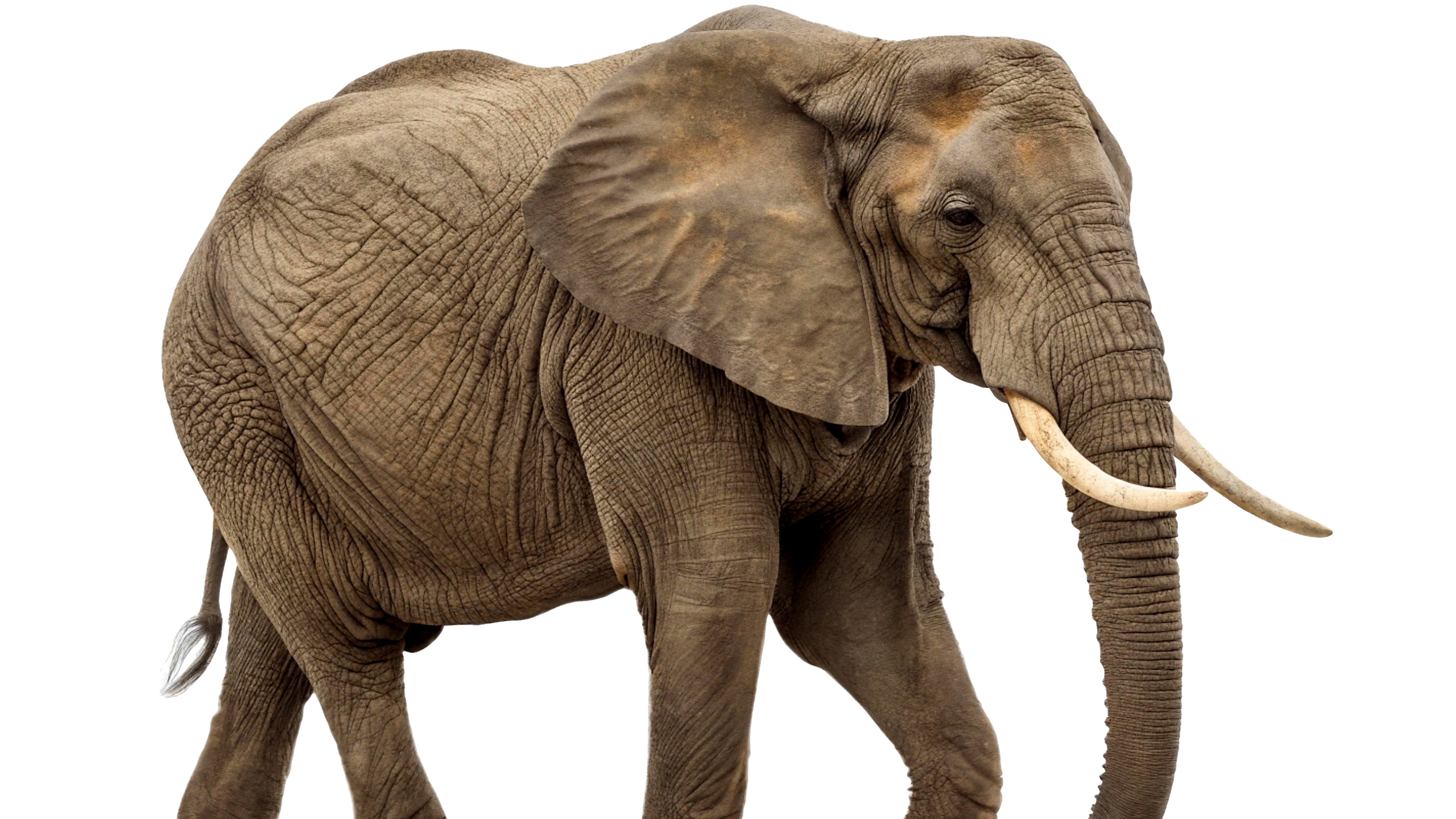 Elefante africano de cuerpo entero