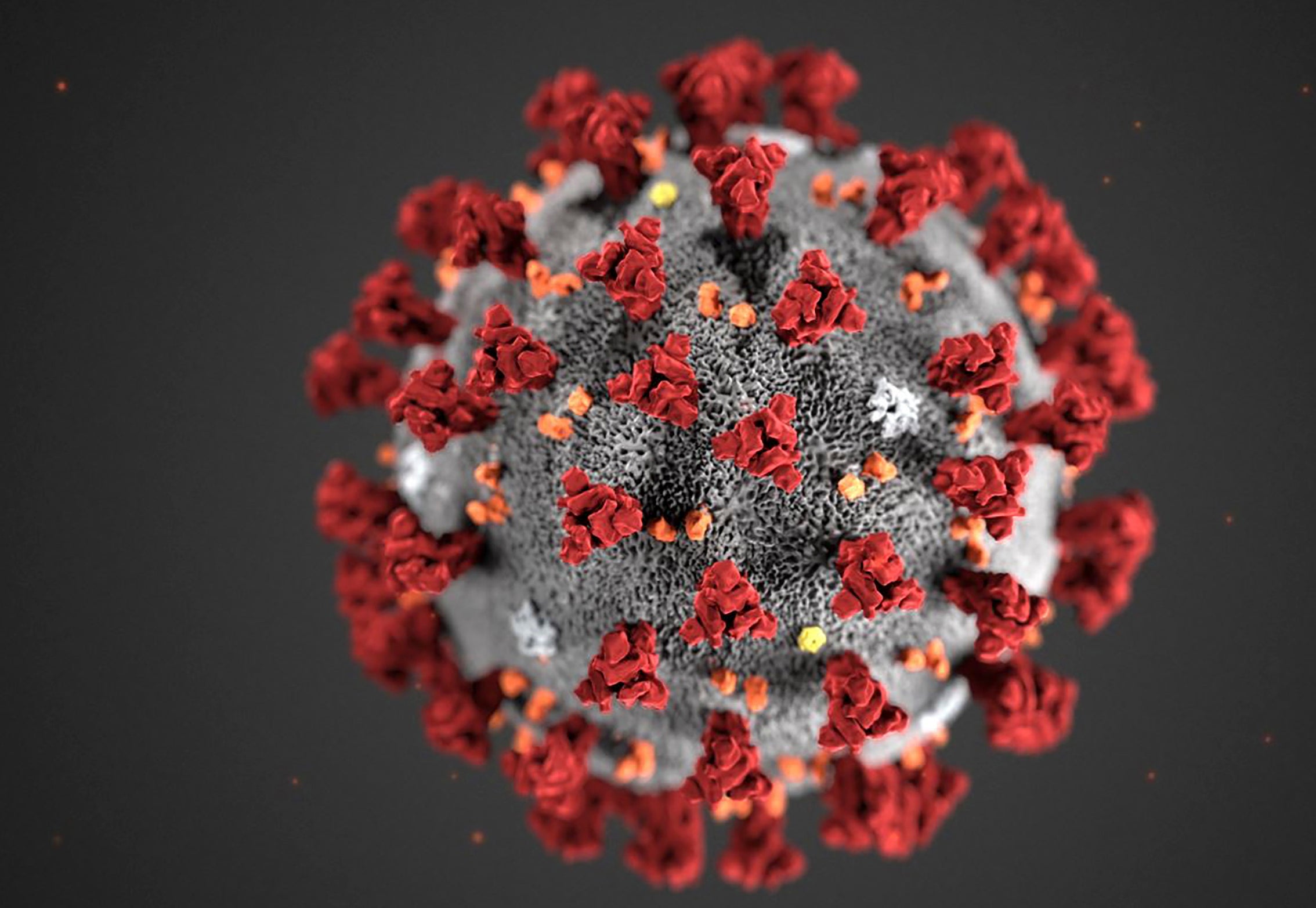 Coronavirus en microscopio - AFP - El Explicador