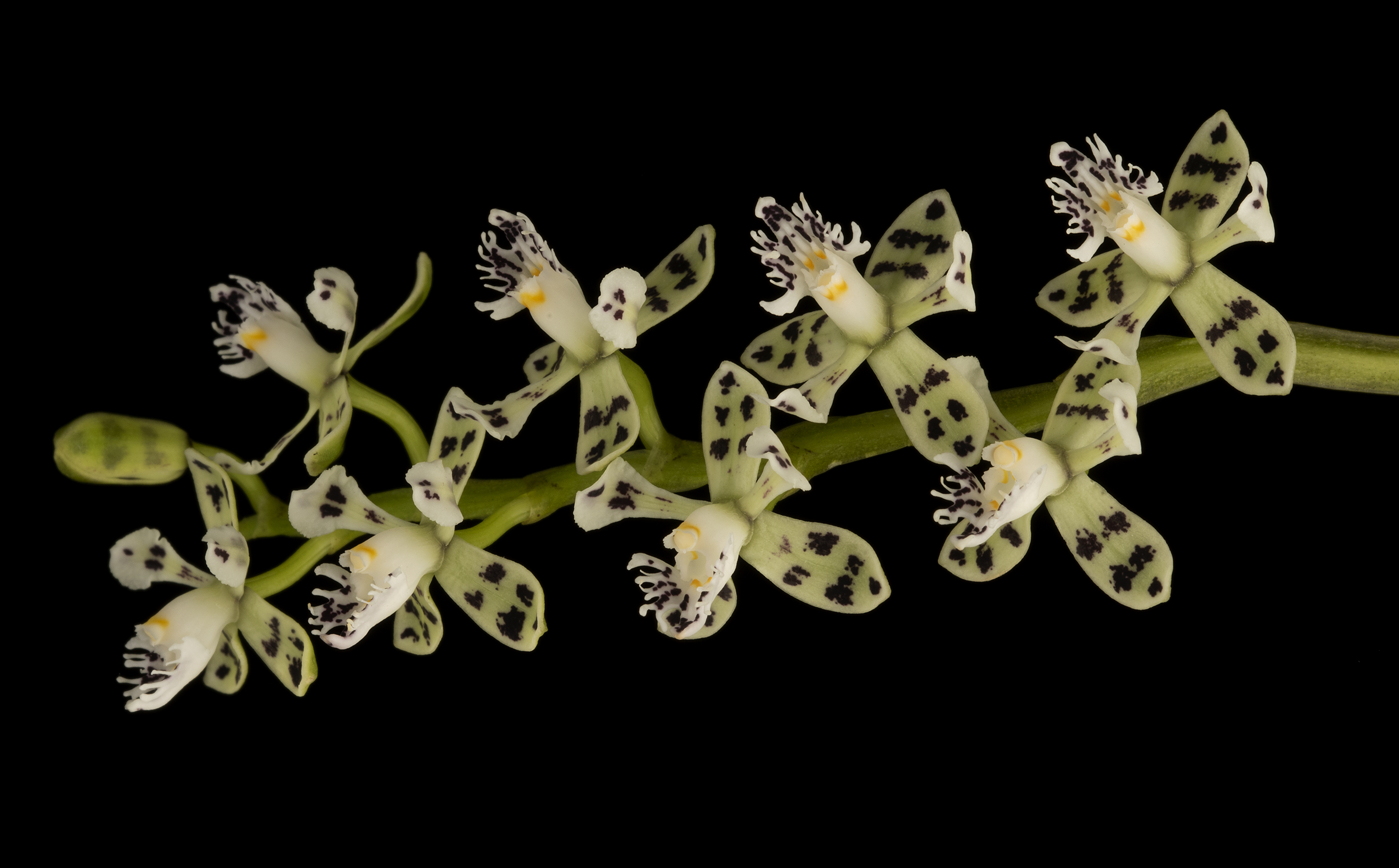 Especies nuevas de orquídeas descritas por el Lankester en los últimos años.
Epidendrum bicentenarium : Una especie con delicadas flores dedicada al bicentenario nacional.