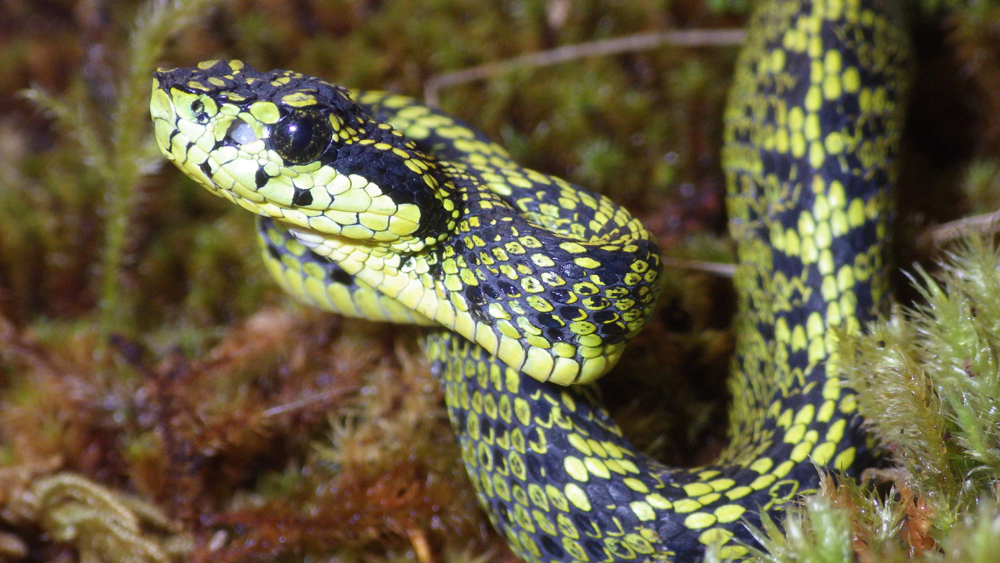 Bothriechis nubestris
es una nueva especie que pasó desapercibida por 157 años pues se confundió con otra. | UNIVERSITY OF CENTRAL FLORIDA PARA LN