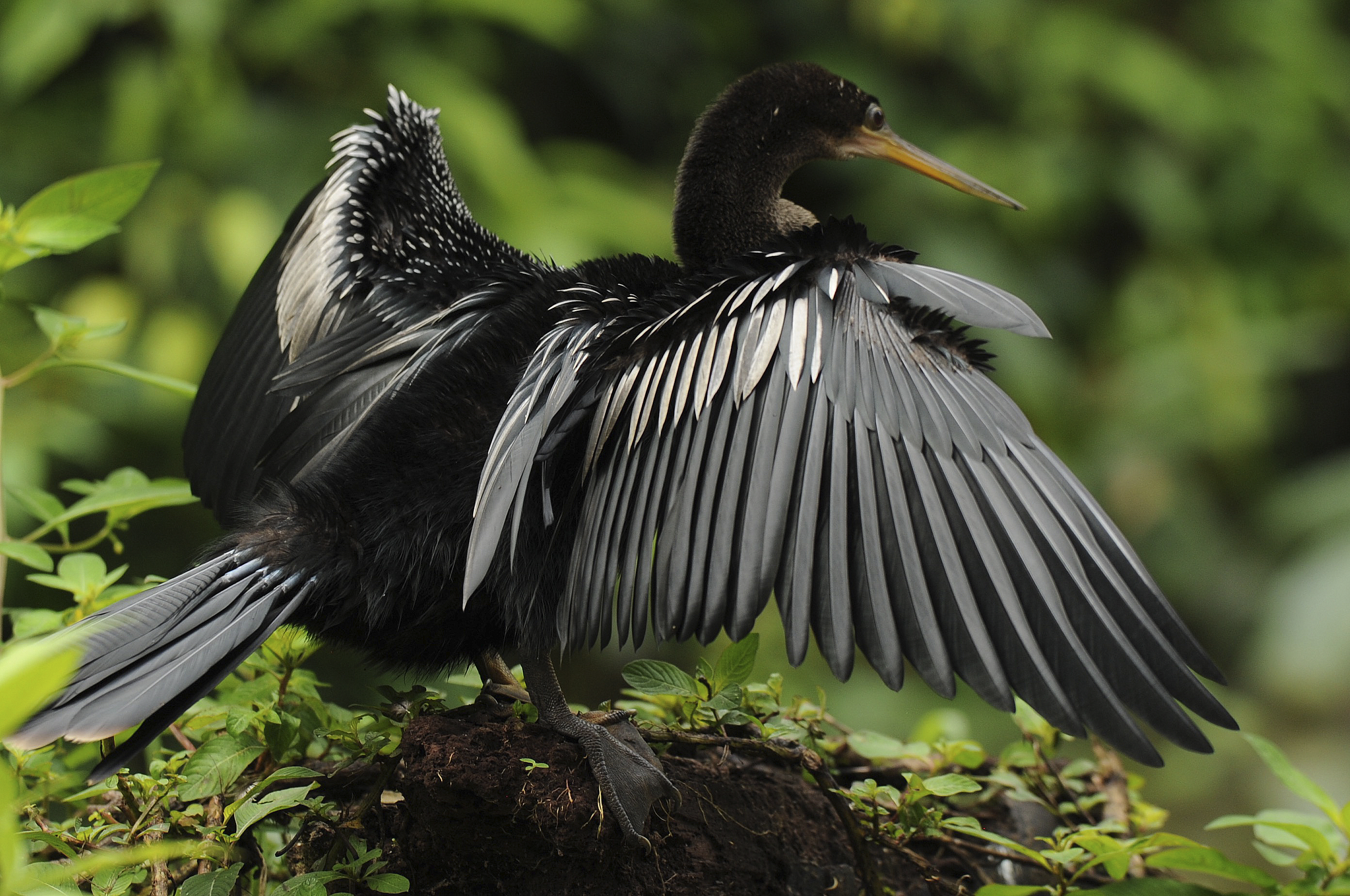 29/1/2022 Limón, Tortuguero, Parque Nacional Tortuguero, se realizo el quinto conteo de aves de Tortuguero en el cual participaron más de 40 contadores de aves; Se realizo un registro gráfico de de varias de las rutas como la de caño Chiquero , caño Aguas Frías y Caño Harold. En el 2021 se registraron 186 especies de aves en el anterior conteo. Fotos: Jorge Navarro Trejos para Grupo Nación (MATERIAL EMBARGADO PARA PUBLICACIÓN EN LA REVISTA DOMINICAL HASTA EL 27 DE FEBRERO 2022)