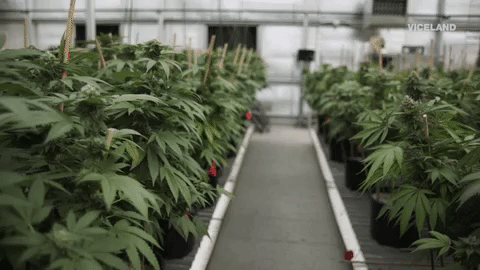 Cultivo de marihuana indoor legal