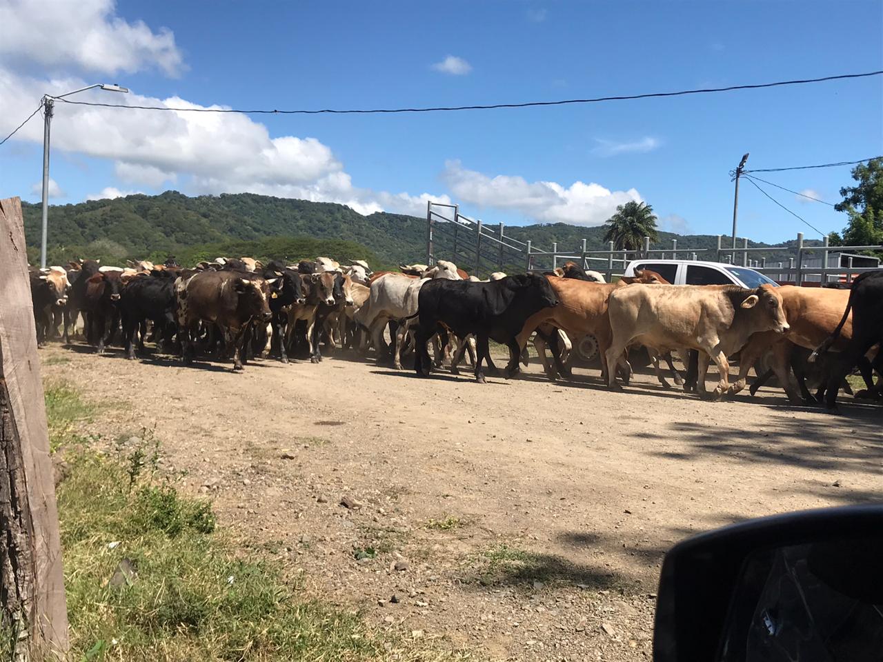 Un exjuez penal y también exfiscal fue detenido este miércoles como sospechoso de legitimar el dinero de una organización dedicada al tráfico internacional de drogas, que operaba en La Cruz, Guanacaste. Foto del OIJ