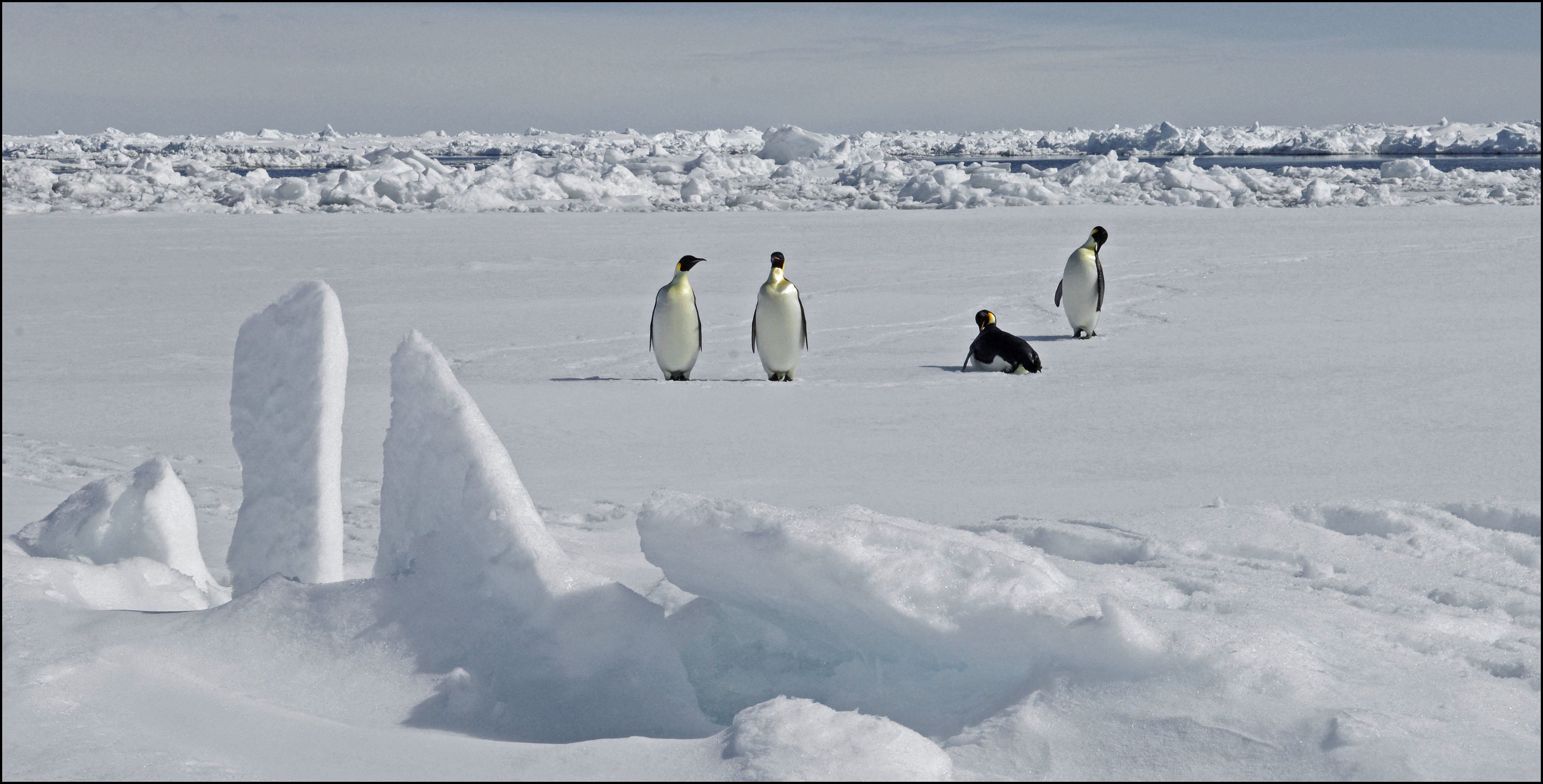 This handout photograph released by The British Antarctic Survey on April 8, 2026, shows Emperor Penguins on Antarctica on November 13, 2010. The emperor penguin has been declared an endangered species as climate change pushes the icon of Antarctica a step closer to extinction, the global authority on threatened wildlife announced April 9, 2026. Its change of status from "near threatened" by the International Union for Conservation of Nature (IUCN) underscores the existential threat for ice-dependent species as global warming profoundly reshapes the frozen continent. (Photo by PETER BUCKTROUT / BRITISH ANTARCTIC SURVEY / AFP) / RESTRICTED TO EDITORIAL USE - MANDATORY CREDIT "AFP PHOTO/PETER BUCKTROUT/BRITISH ANTARCTIC SURVEY / HANDOUT / " - NO MARKETING NO ADVERTISING CAMPAIGNS - DISTRIBUTED AS A SERVICE TO CLIENTS