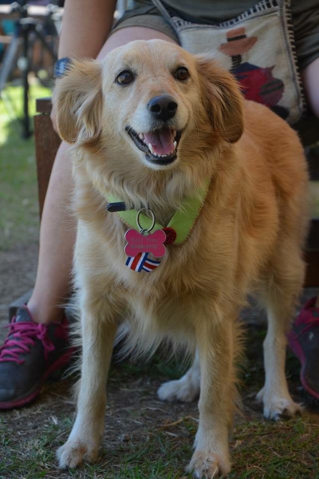 Amos y perros participan en los talleres de conducta animal, tenencia responsable y primeros auxilios en mascotas. Foto: Municipalidad de Curridabat para LN.