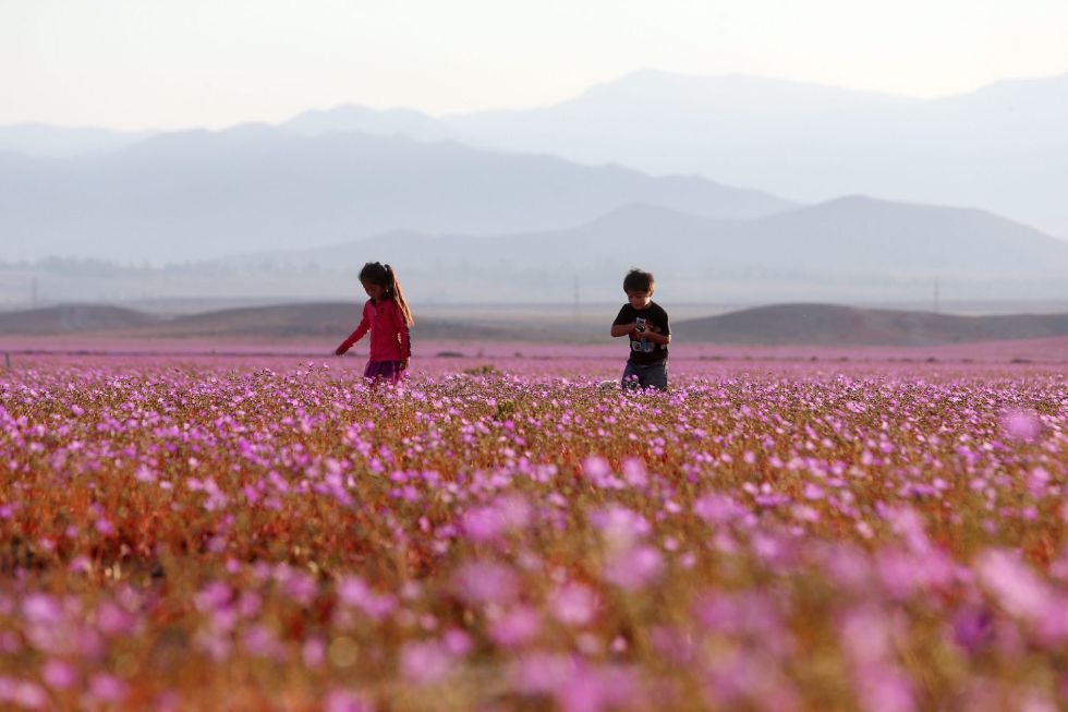 El fenómeno de floración ha sido particularmente extenso este año.