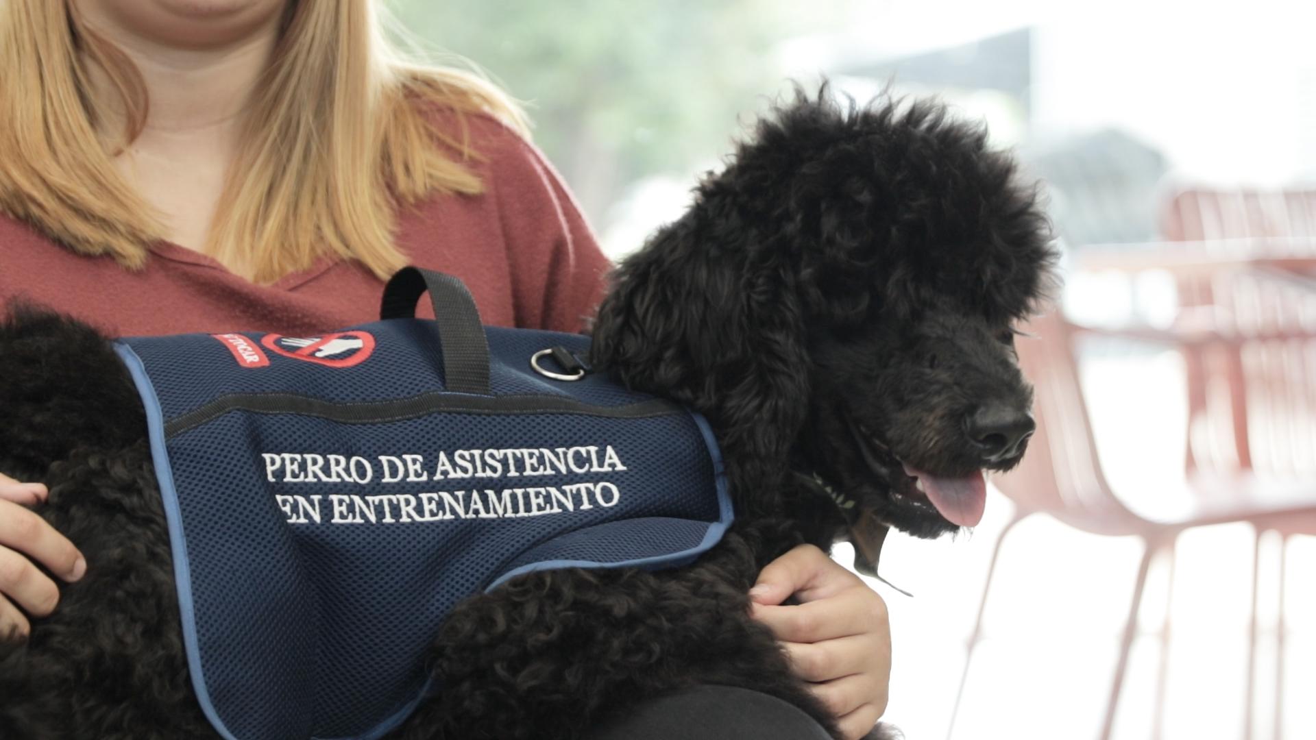 Los perros de asistencia portan generalmente una pechera que los identifica como tales. Foto de archivo con fines ilustrativos.