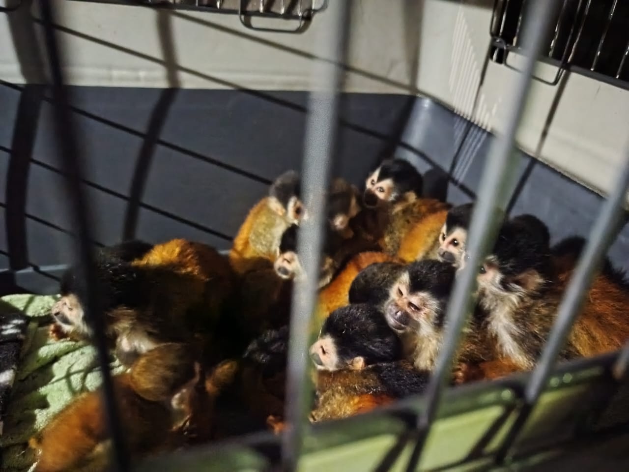 Monos rescatados