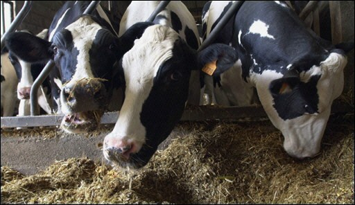 Por los insumos que compren los lecheros (personas físicas), como el pasto para las vacas, los productores deben de aceptar el comprobante de factura electrónca que emiten otros. Foto: Archivo GN.