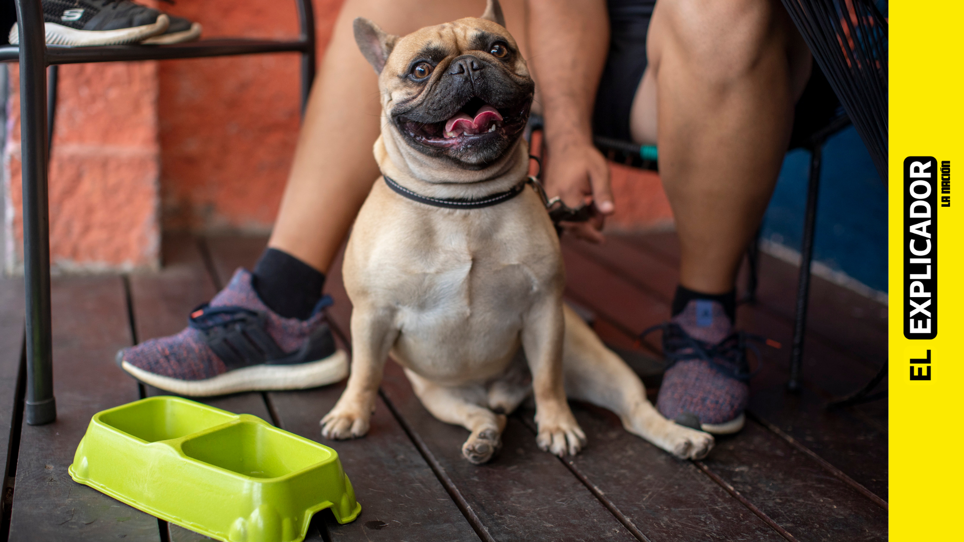 Perro