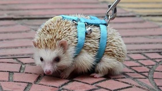 Mascotas exóticas