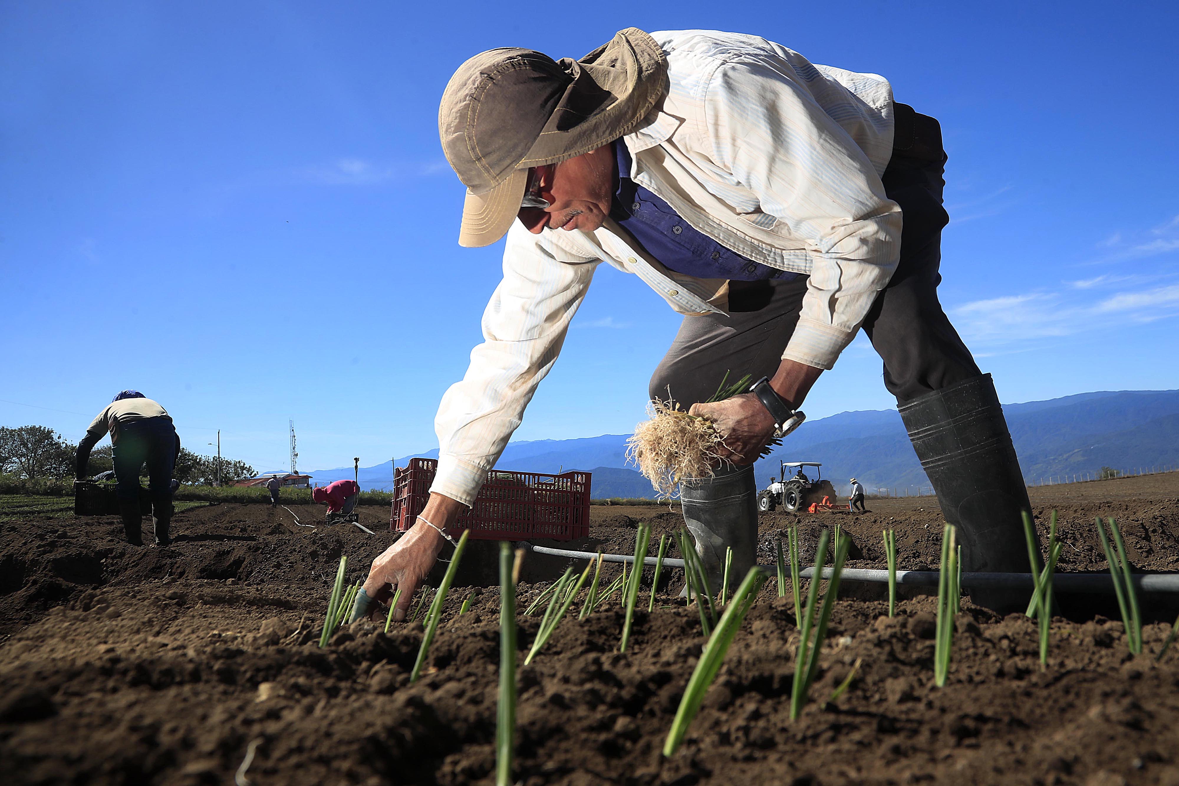 08/05/2023 Cartago, zona norte. Los agricultores se esmeran en trabajar la tierra. Preparan el terreno para la siembra, depositan la semilla y cuidan los cultivos, que requieren abono, limpieza y demás atenciones hasta sacar la cosecha. Este 15 de mayo celebran a su santo patrono San Isidro Labrador. Juan Carlos Orozco Maroto trasplantaba cebolla, a las 8:42 a.m., en Potrero Cerrado de Oreamuno.