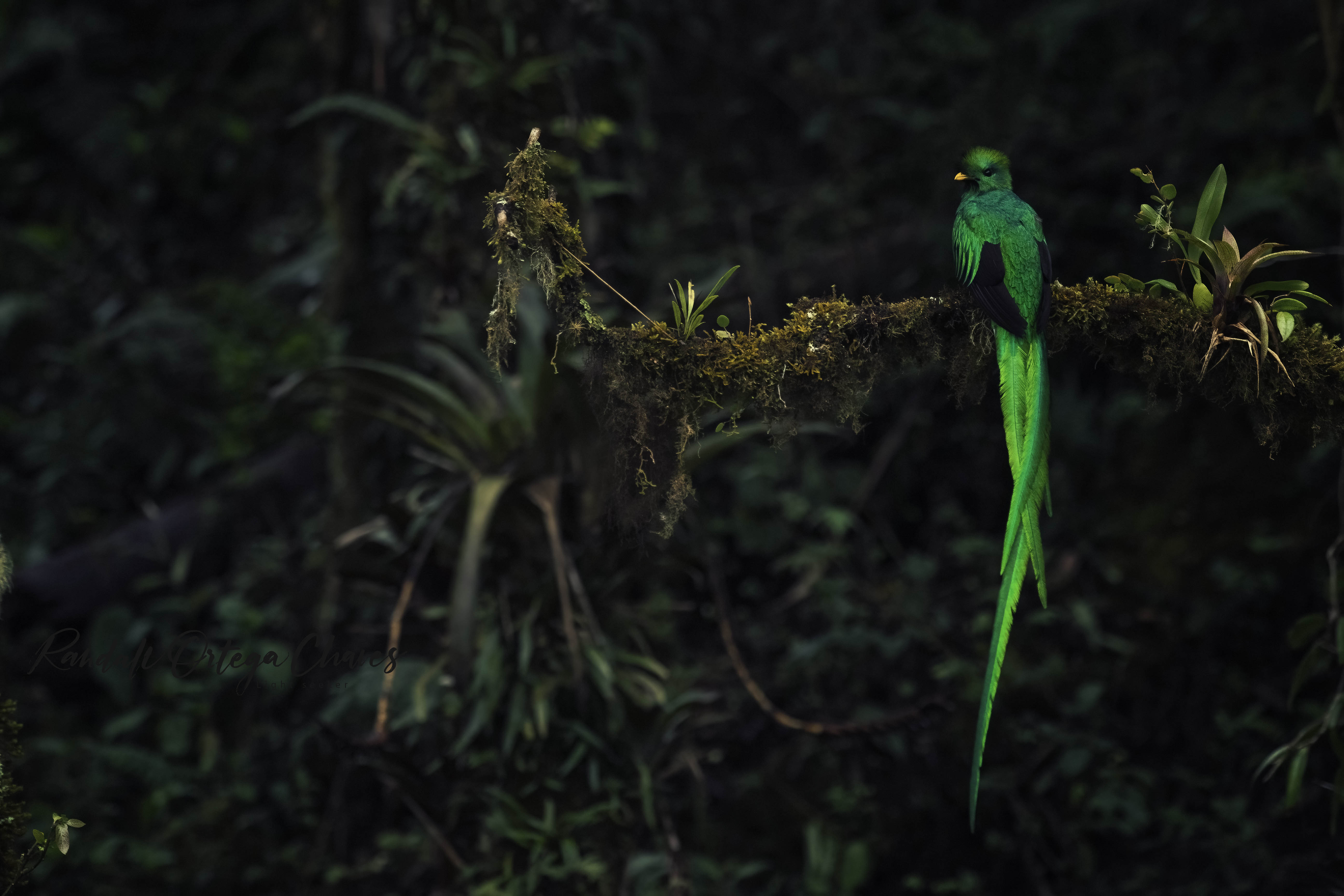 El quetzal es considerado como una de las aves más majestuosas del planeta y suele estar dentro de la lista de las especies más buscadas tanto por los fotógrafos como por los observadores de aves. Foto: Randall Ortega para LN.