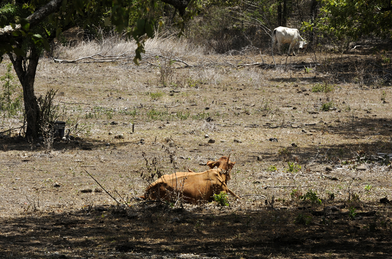 El último fenómeno de El Niño que impactó en Guanacaste fue en el 2014 y 2015. En aquella ocasión dejó fuertes pérdidas por la sequía. Aquí potreros secos sin pasto de entonces. Este año es posible que aparezca ese fenómeno en noviembre y se junte con el déficit de lluvias del invierno.Foto: Graciela Solís
