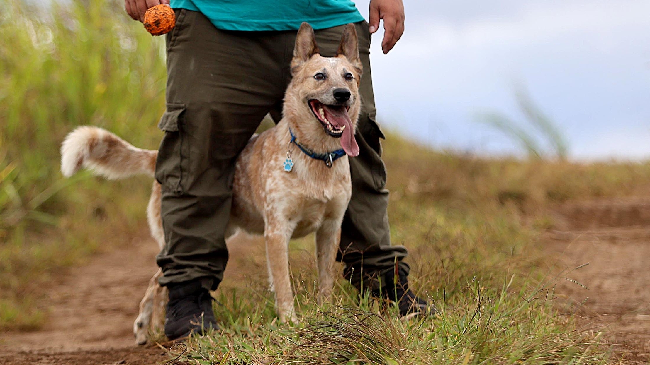 25/04/2024 San Ramón. Logan, el perro tico más seguido en redes sociales es un boyero australiano. Su dueño, Kevin Argüello, se apoya en la fama del enérgico y gracioso animal para ayudar a otros perros. Foto: Rafael Pacheco Granados