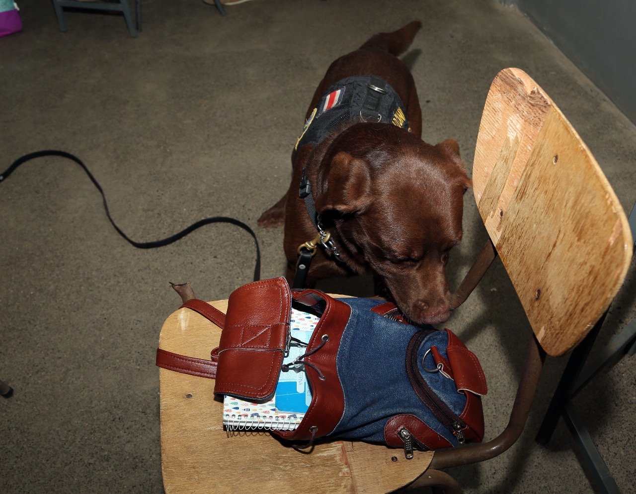 12/05/2019 perros policías hacen revisiones en centros educativos para buscar drogas y armas. Foto: MSP.