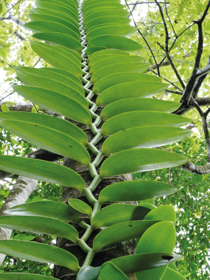 Nueva especie de orquídea descubierta honra a Christiana Figueres | La  Nación