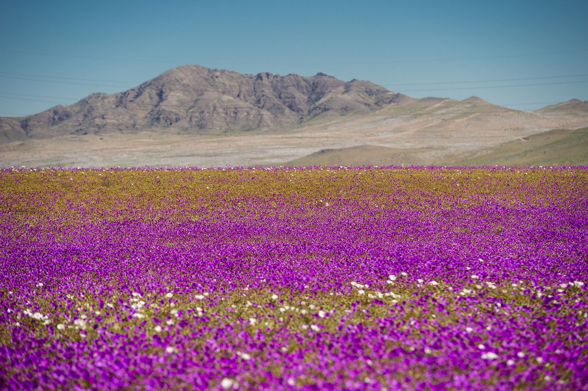 El desierto de Atacama, en el norte de Chile, muestra su alfombra florida que brota como consecuencia de la caída de fuertes lluvias.