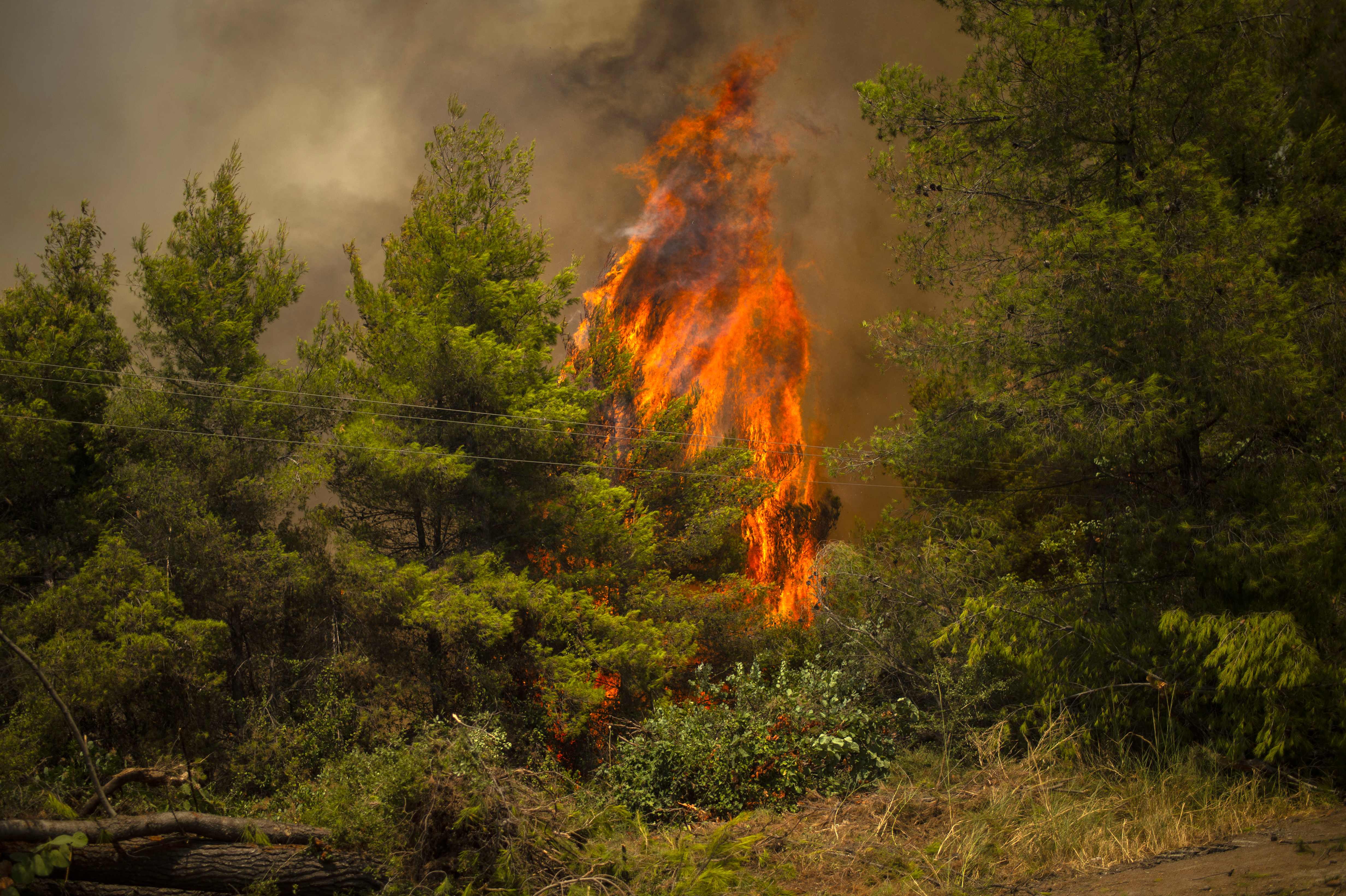 A blaze engulfs trees in its path as forest fires approach near the village of Avgaria on Evia (Euboea) island, Greece's second largest island, on August 8, 2021. - Nearly 900 firefighters, reinforced overnight with fresh arrivals from abroad, were deployed on the country's second largest island as major towns and resorts remained under threat from a fire that has been burning for eight days. (Photo by ANGELOS TZORTZINIS / AFP)