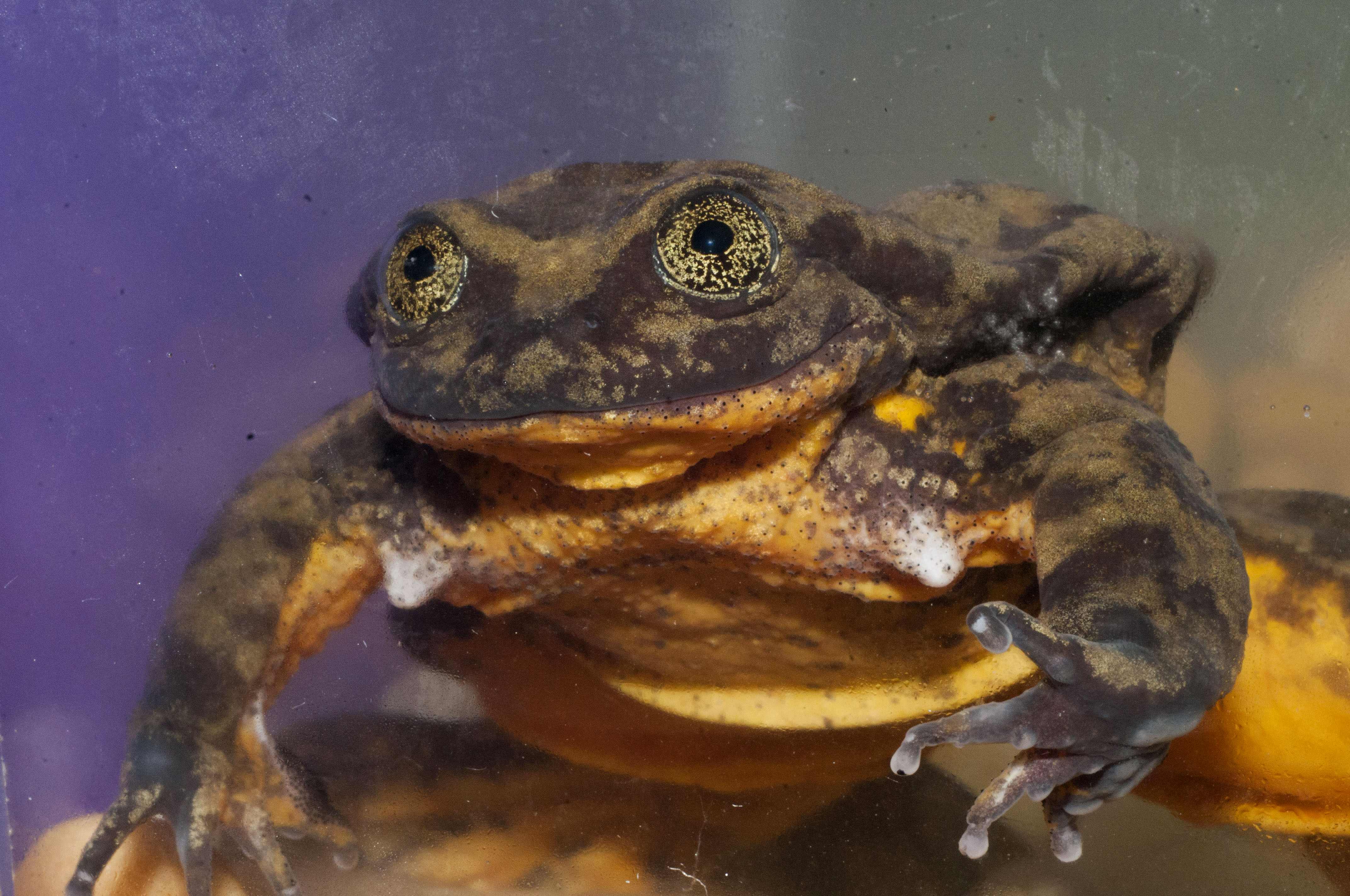 This handout picture obtained from Global Wildlife Conservation on February 9, 2018 shows a Sehuencas water frog (Telmatobius yuracare) named "Romeo" kept in a tank at the Natural History Museum in Cochabamba, Bolivia.
With Valentine's Day approaching, please spare a thought for Romeo the lonesome Bolivian frog.Ten years a bachelor, the childless amphibian has had to enlist human help to mount a last-ditch search for a Juliet which, if it fails, could mean the end of his species.
Romeo, you see, is the last known frog of his kind.And he has been fruitlessly calling for a mate from his tank at the Cochabamba Natural History Museum for years.
/ AFP PHOTO / Global Wildlife Conservation / Matias Careaga / RESTRICTED TO EDITORIAL USE - MANDATORY CREDIT "AFP PHOTO / Global Wildlife Conservation/Matias Careaga" - NO MARKETING NO ADVERTISING CAMPAIGNS - DISTRIBUTED AS A SERVICE TO CLIENTS