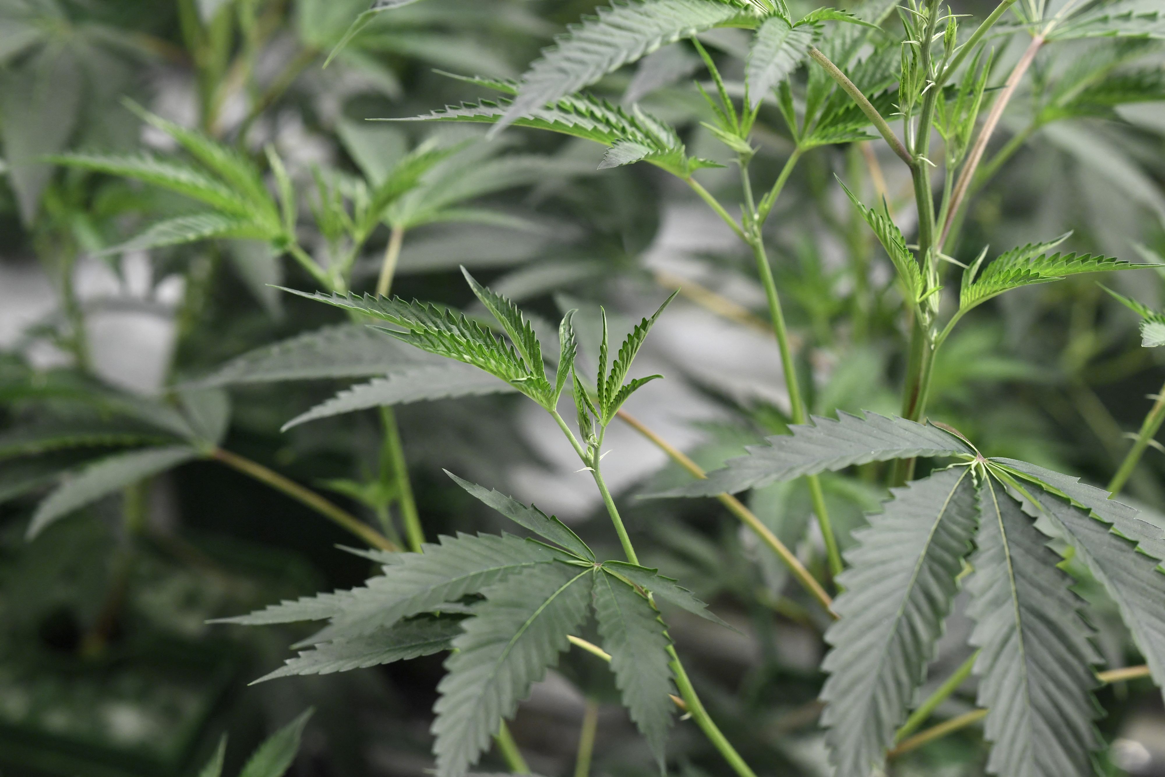(FILES) In this file photo marijuana plants grow under artificial light at the Green Pearl Organics dispensary on the first day of legal recreational marijuana sales in California, January 1, 2018 at the Green Pearl Organics marijuana dispensary in Desert Hot Springs, California. - Governor Andrew Cuomo and New York state lawmakers formally agreed in late-night talks on a deal to legalize recreational marijuana use for adults 21 and over, the governor's office announced on March 28, 2021. Once the underlying legislation passes -- Cuomo's Democratic party holds strong majorities in both legislative chambers -- New York will join 14 other states and the District of Columbia in permitting cannabis use. (Photo by Robyn Beck / AFP)
