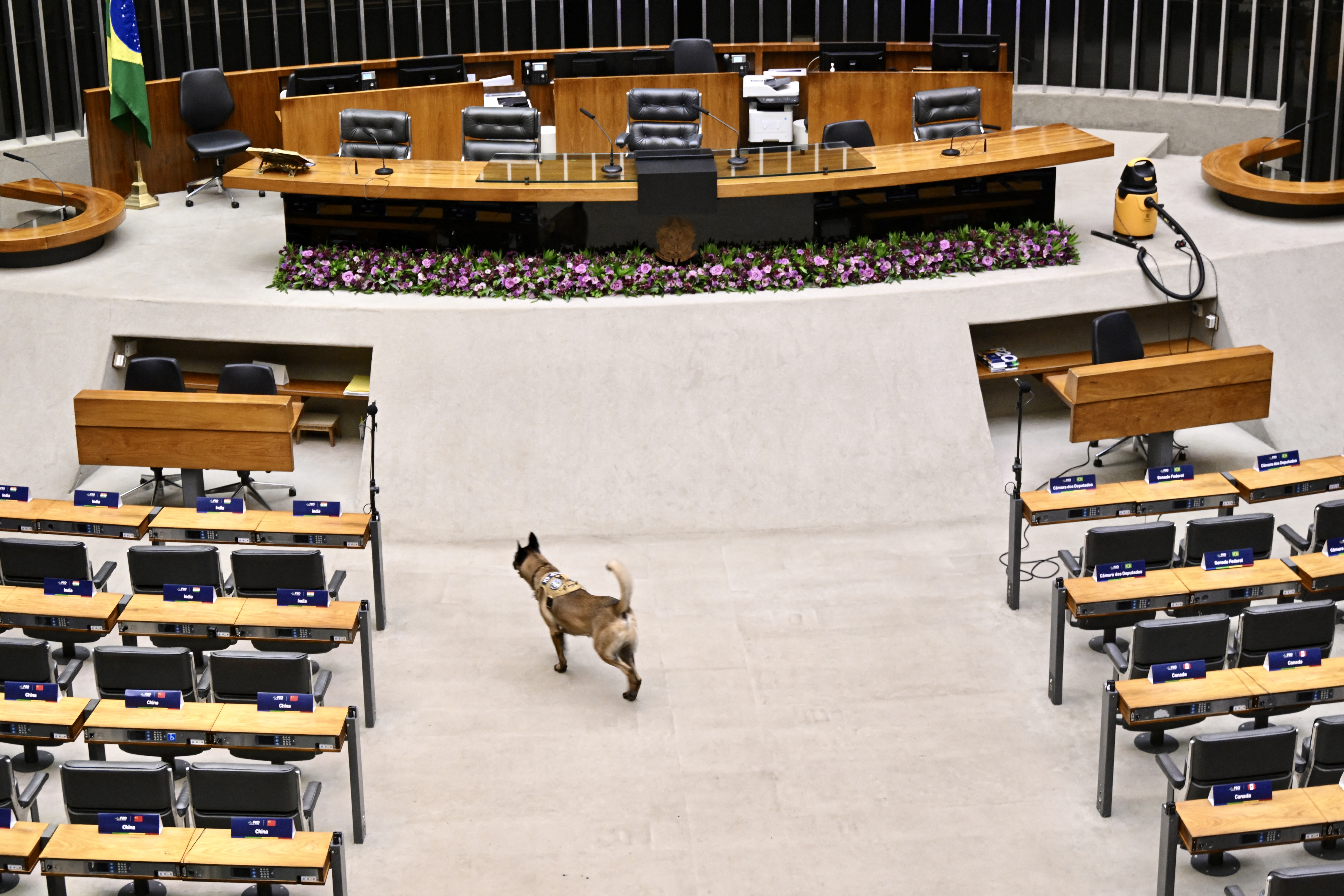 Un perro detector de la Policía Federal de Brasil busca explosivos antes de la sesión inaugural de la Cumbre de Presidentes de los Parlamentos del G20 (P20) en el Congreso Nacional de Brasil en Brasilia, el 7 de noviembre de 2024. Foto: EVARISTO SA / AFP