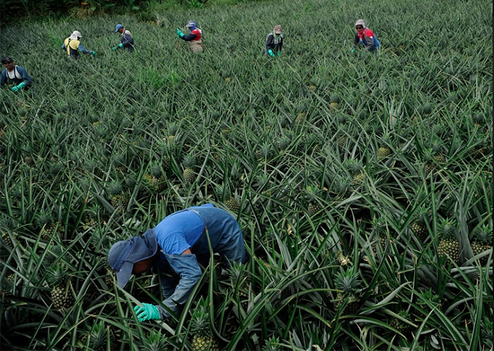 El año pasado, la alzas en exportación de piña sostenían las ventas del secor agrícola. Pero al primer cuatrimestre de este año ese producto ya presenta una fuerte caída del 9%. Foto: Albert Marín