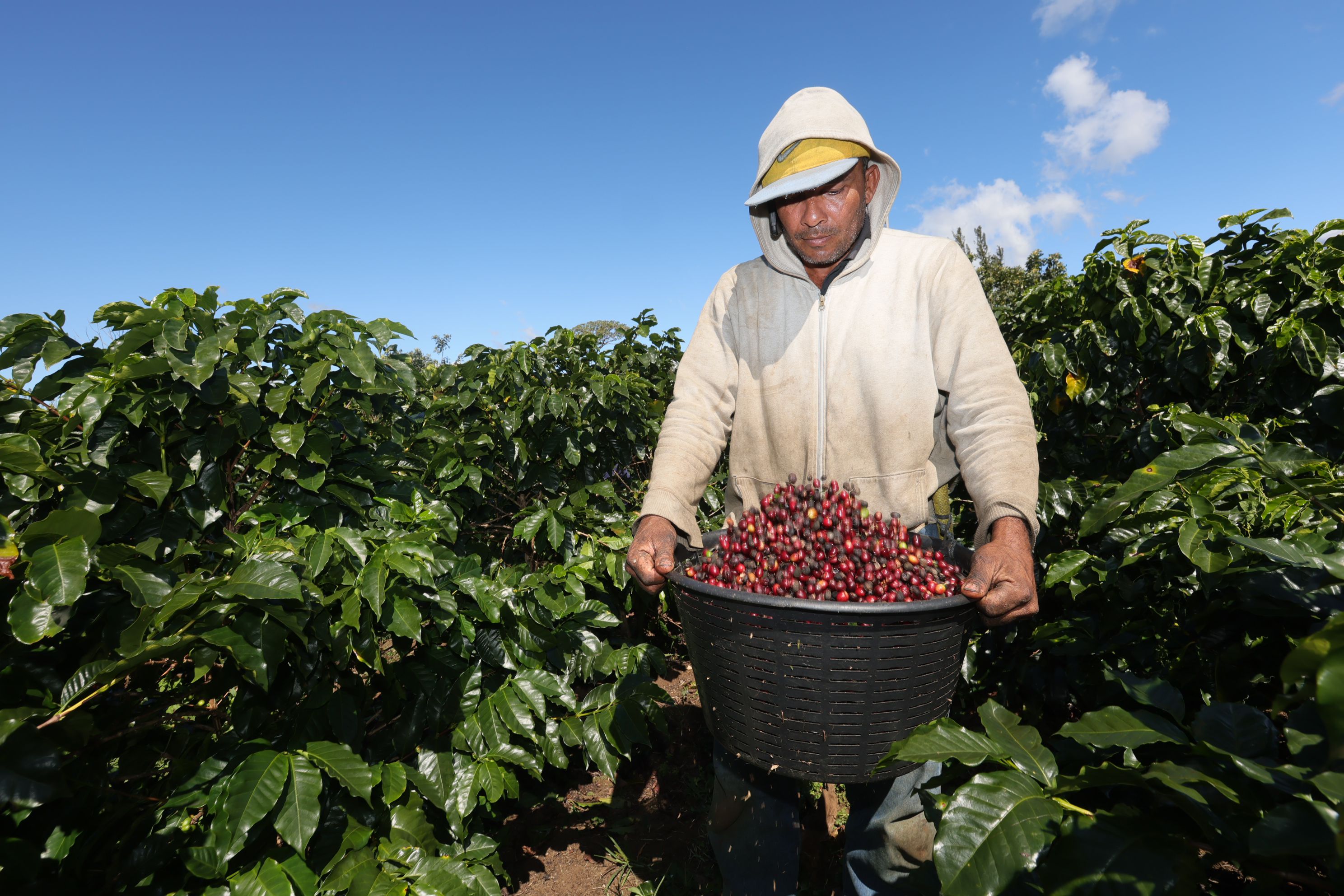 Un hombre con ropa de trabajo sostiene un canasto lleno de granos de café rojos maduros en medio de una plantación de café verde bajo un cielo despejado en Costa Rica.