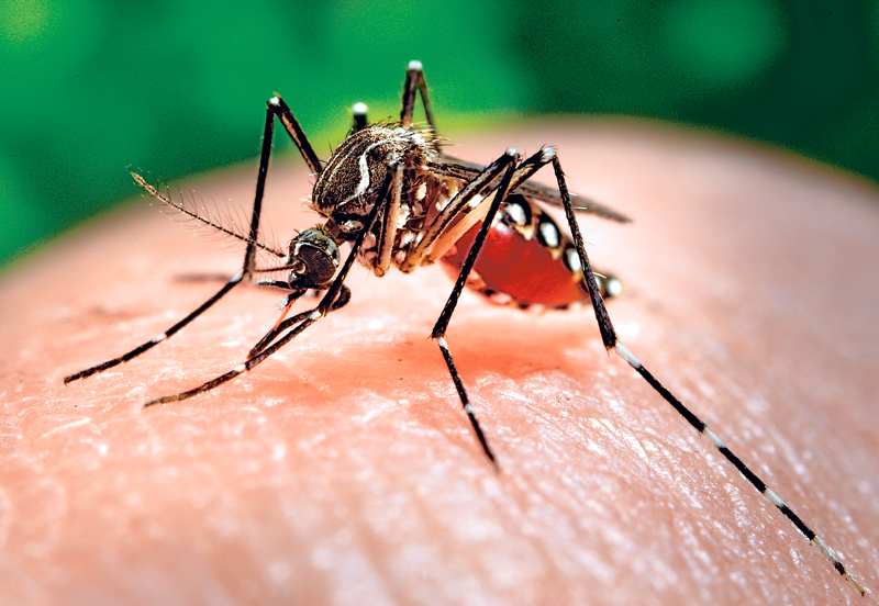 En el país circulan tres de los cuatro serotipos del dengue: el 1, 2 y 3. Esto eleva la vulnerabilidad.