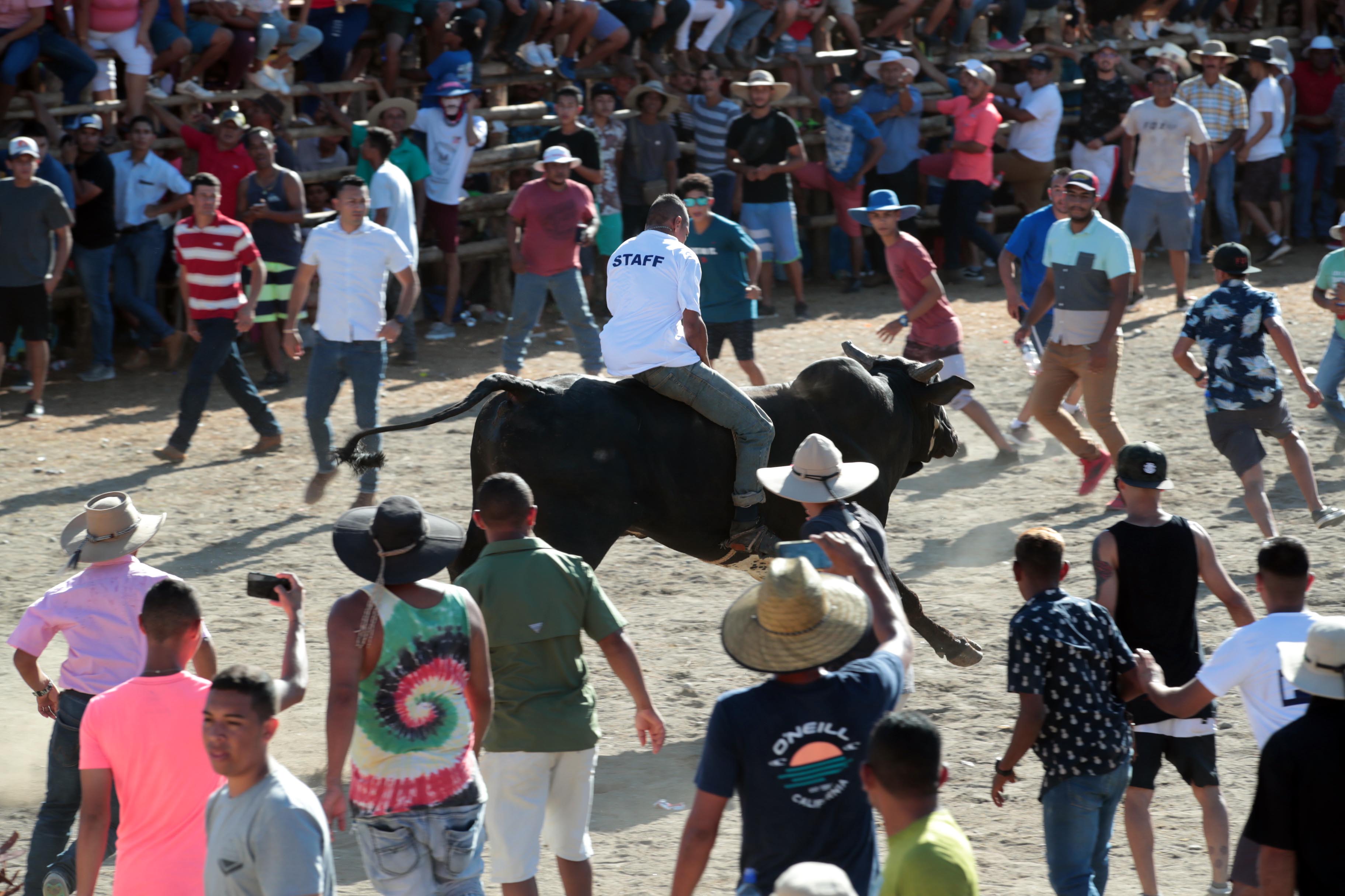 Proyecto quiere inmortalizar montas de toros al estilo santacruceño ...