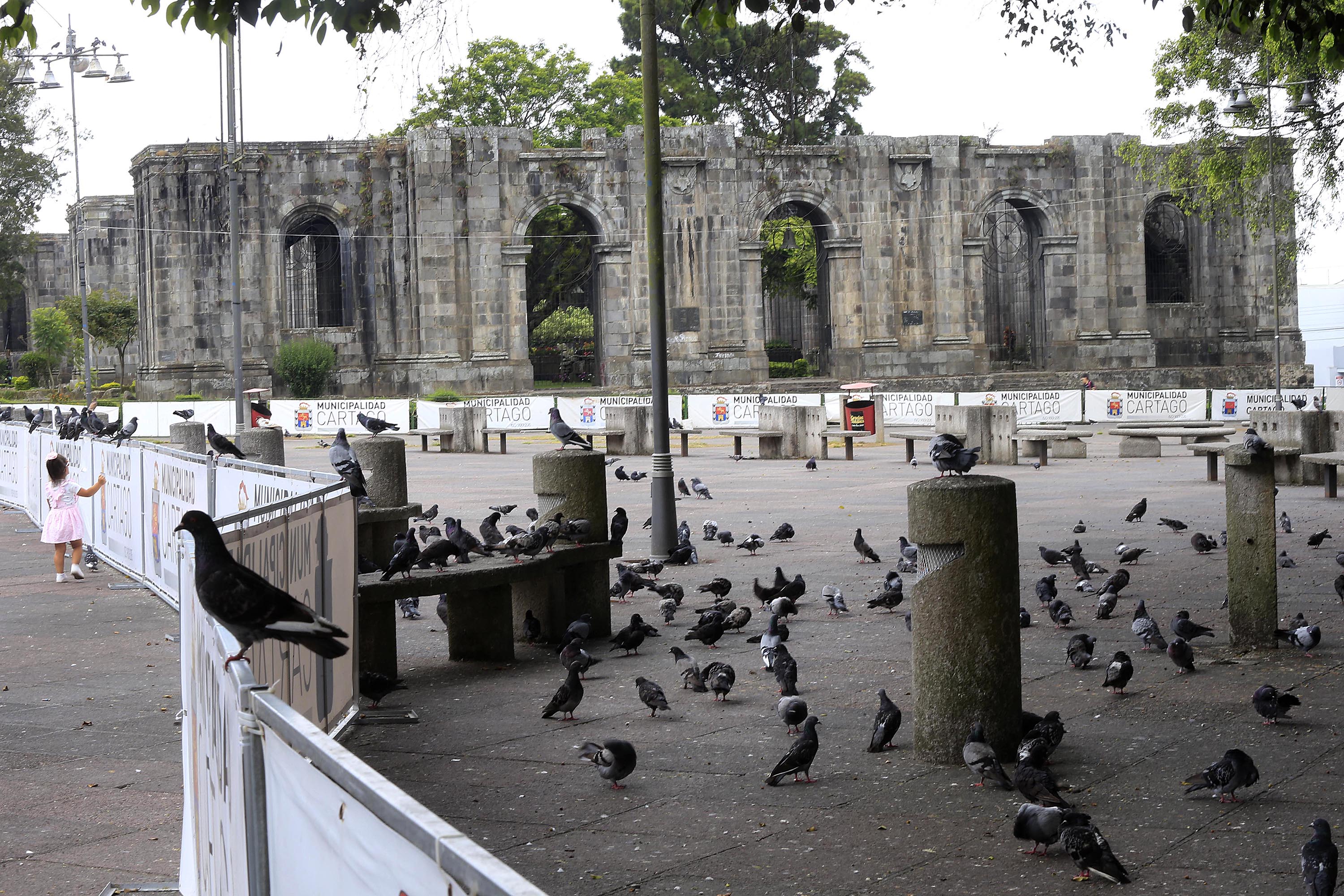 14/05/2020 Cartago. Las palomas que habitan la plaza mayor, frente a las Ruinas de Cartago, también se ven afectadas por el desarrollo de la pandemia por covid-19. Con el parque cerrado, sin la presencia de gente para alimentarlas, se la pasan por ahí revoloteando o esperando que alguna persona se acuerde de ellas. Foto: Rafael Pacheco