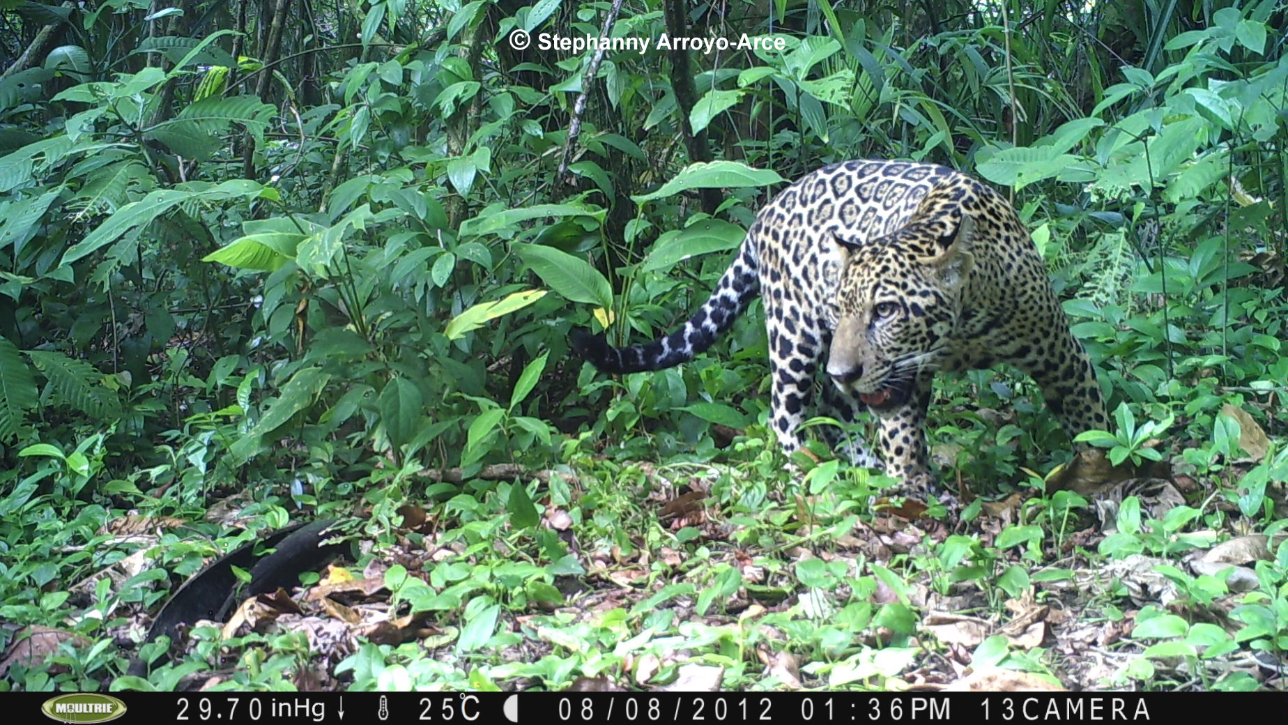 Macho de jaguar fotografiado con cámaras trampa en el Parque Nacional Tortuguero.