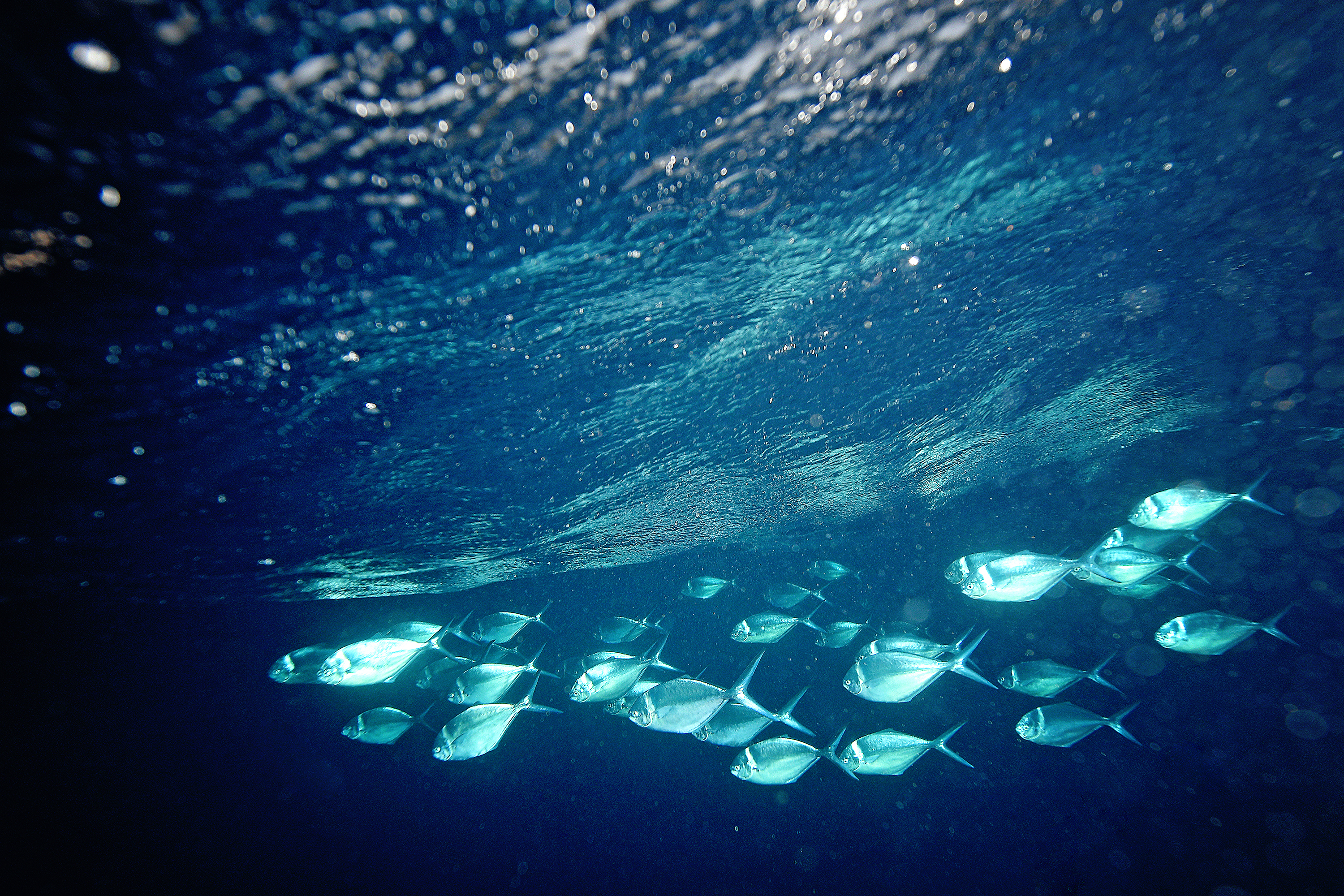 Mayo 2023 / Fotografía submarina ( Underwater ) en la Isla del Coco, punto de buceo Manuelita Profunda para registrar turismo especializado de buceo y fauna marina / Trabajo especial y MATERIAL EMBARGADO REVISTA DOMINICAL / Foto: John Durán