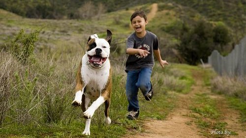 Perros