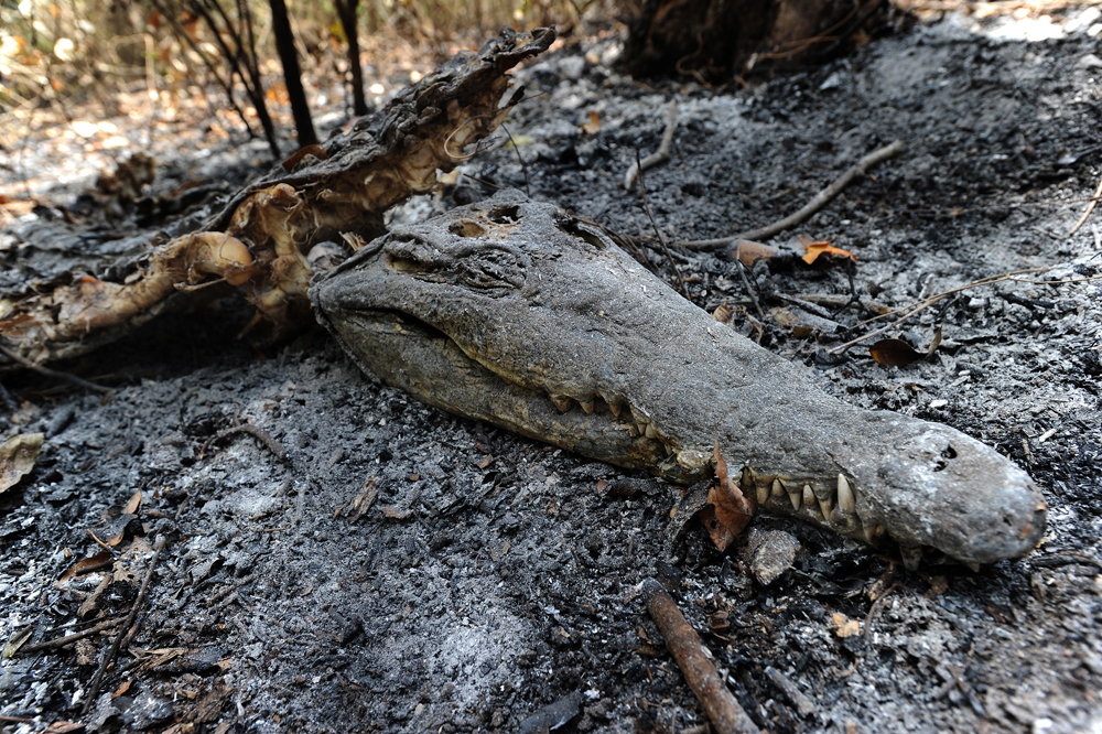 En el Parque Nacional Guanacaste se reportó un cocodrilo consumido por las llamas de un incendio forestal. | ALBERT MARÍN