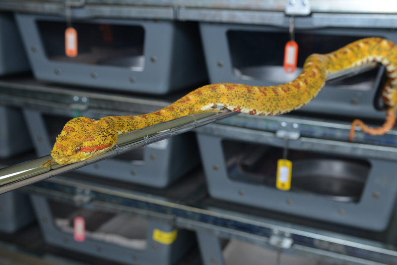La oropel es una especies venenosa. Es fácil identificarla por su cabeza en forma de diamante. | CARLOS GONZÁLEZ