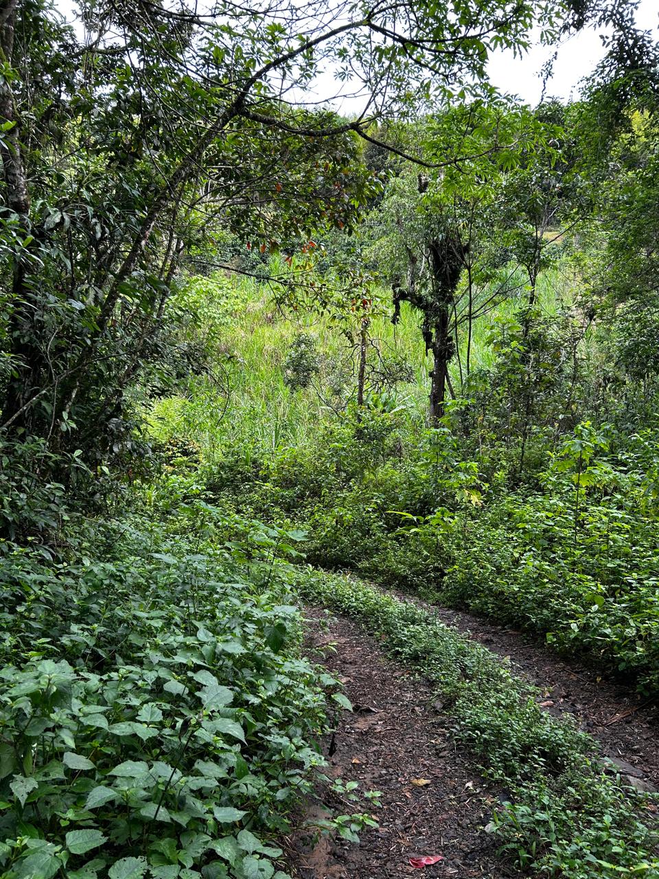 Un bosque