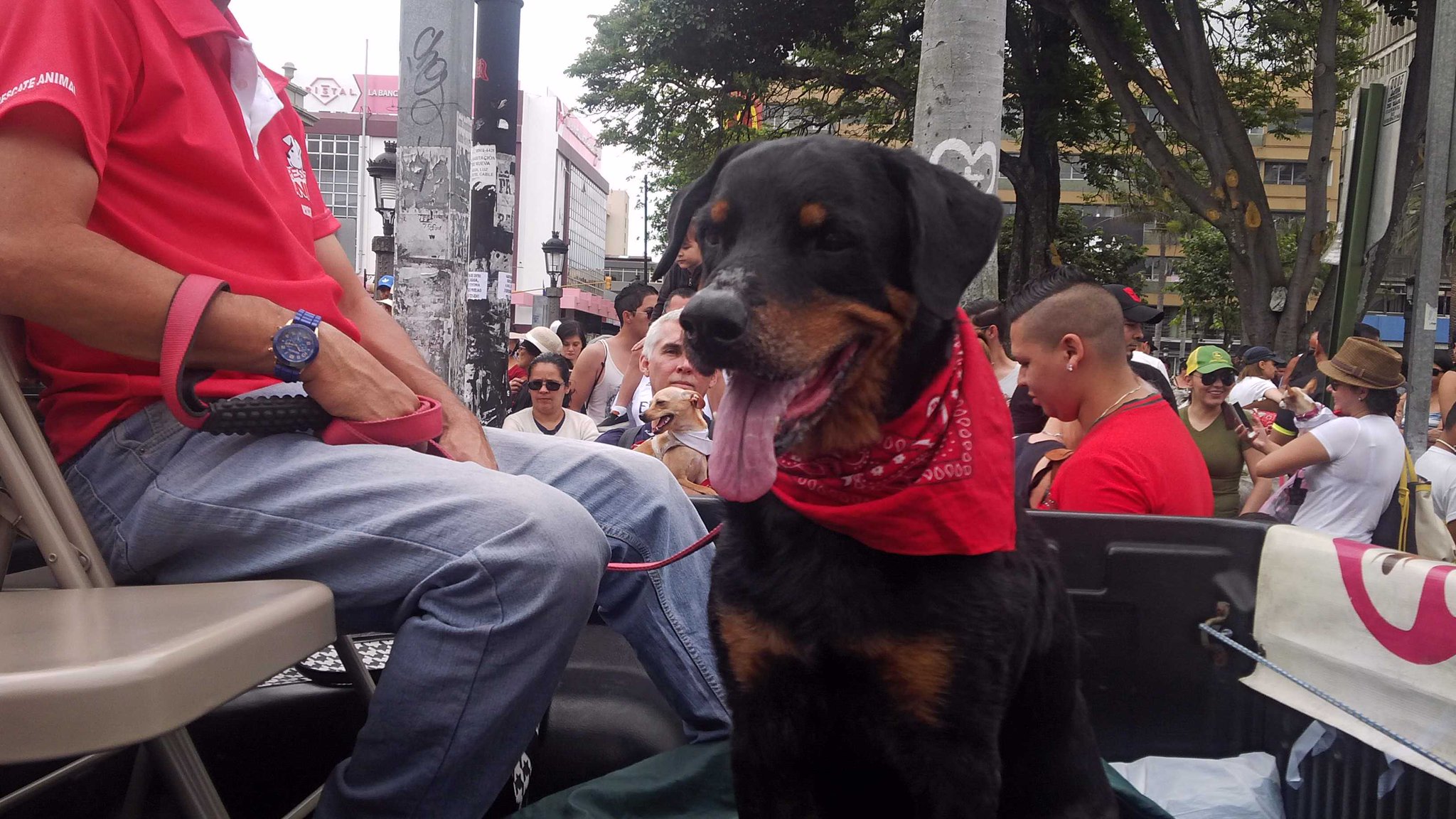 Alfredito, mariscal de la Marcha contra el Maltrato Animal celebrada este domingo 21 de agosto.