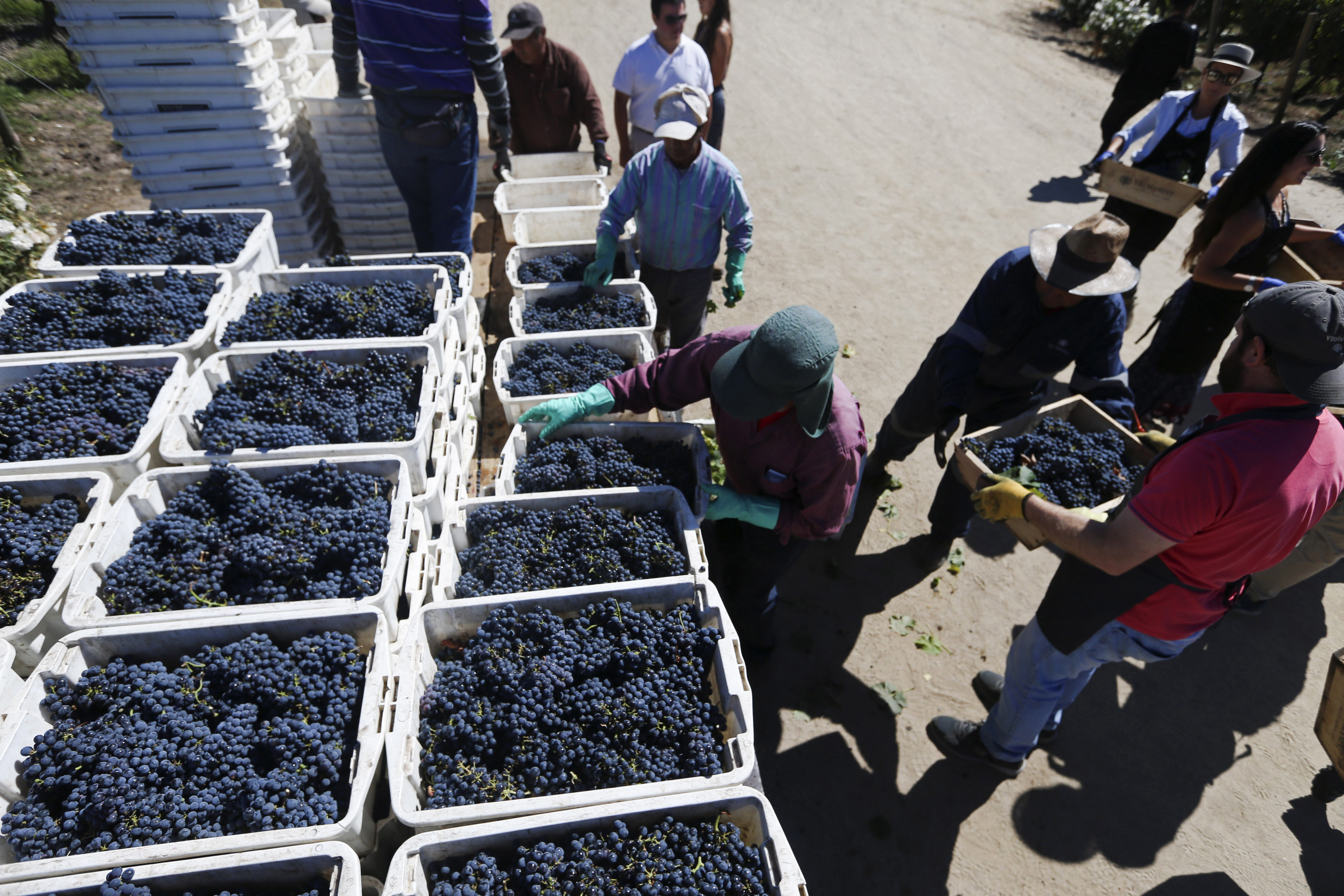 In this March 24, 2018 photo, tourists bring in the grapes they picked as part of their hands-on experience tour of Viu Manent vineyard in Colchagua, Chile. Depending on the harvest, professional workers can pick two to four times as much as visiting tourists, according to Freddy Grez, who is in charge of Viu Manent's tourist activities. (AP Photo/Esteban Felix)