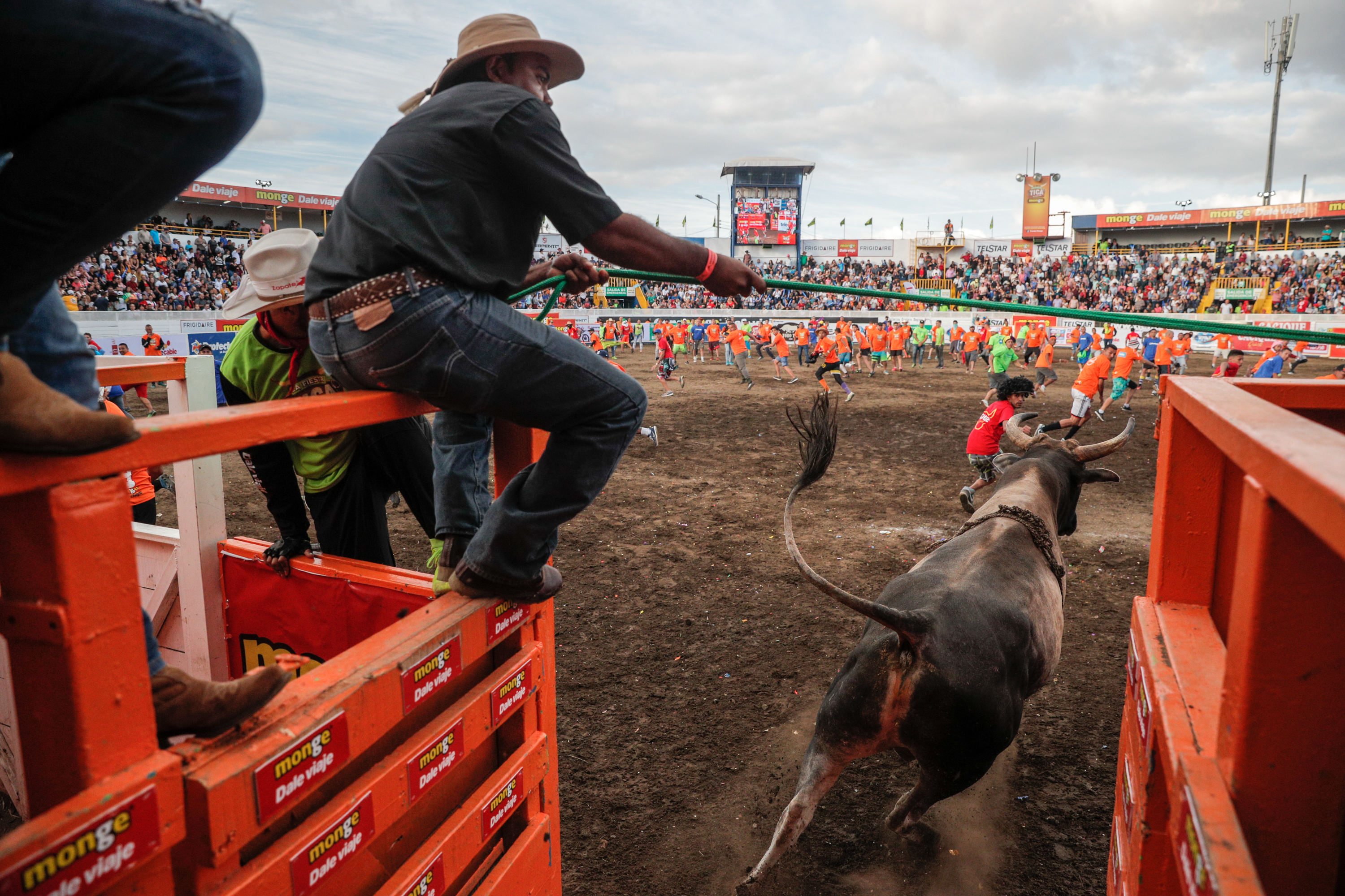 3/1/2019. Zapote. Trabajos que realiza la gente encargada de los toriles del redondel de Zapote durante las corridas de toros de fin de año. Foto Jeffrey Zamora