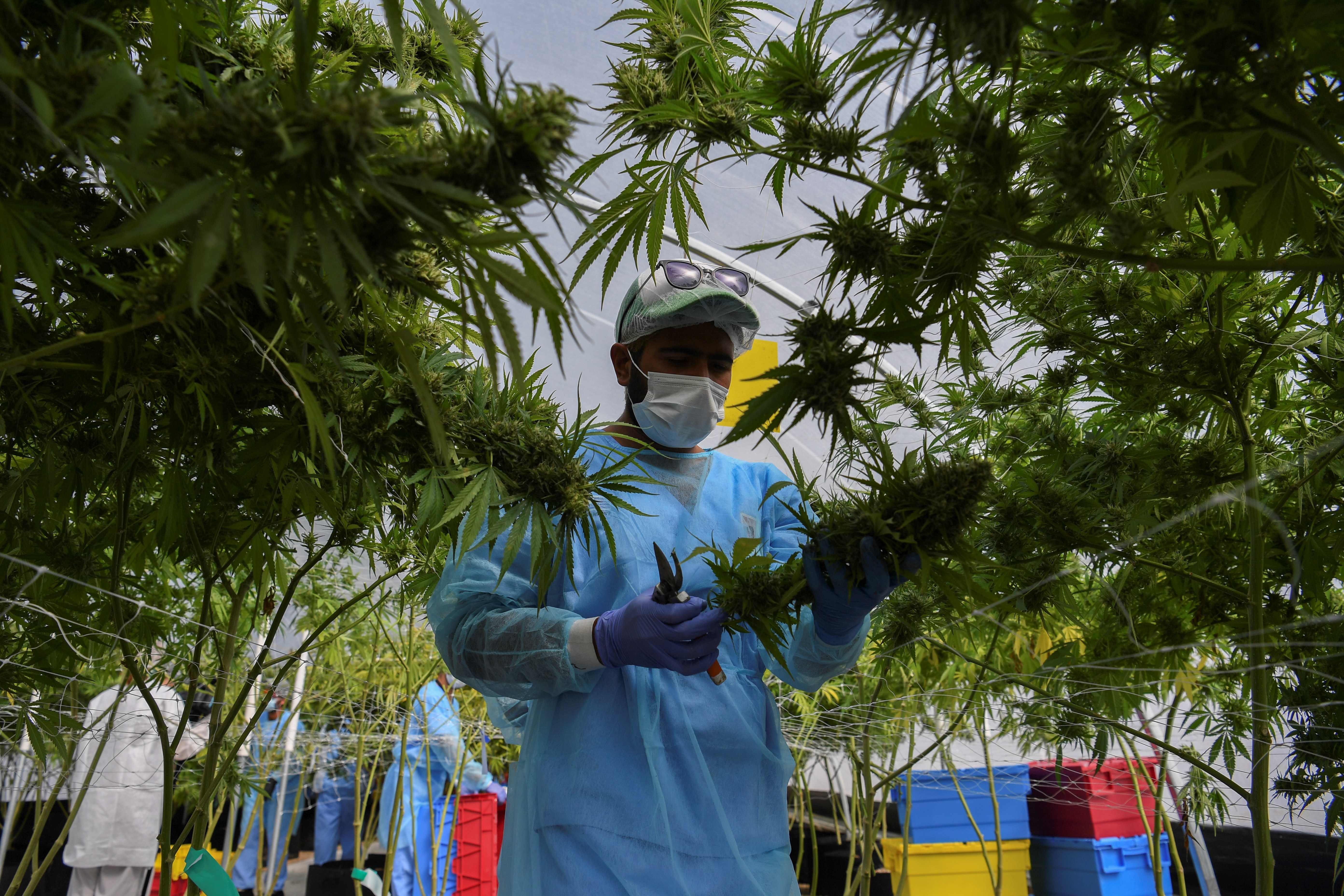 Actualmente el cáñamo permite la producción de medicamentos y cosméticos con el aceite que se extrae de la planta, también se usa su tallo para fabricación de fibras para textiles.
Foto: Pablo PORCIUNCULA BRUNE / AFP