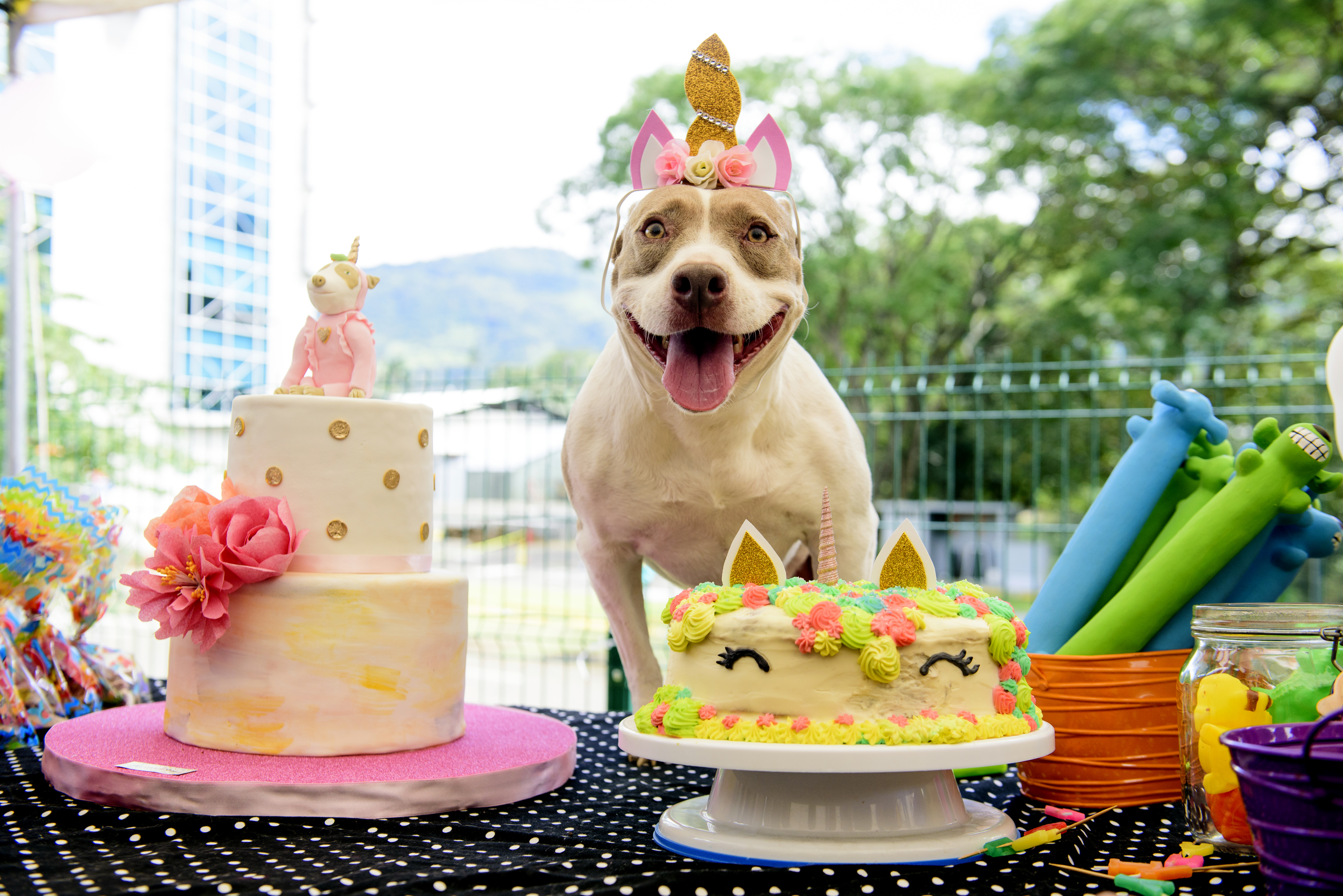 Feliz cumpleaños, Firulais! Así son las fiestas para perros en Costa Rica |  La Nación