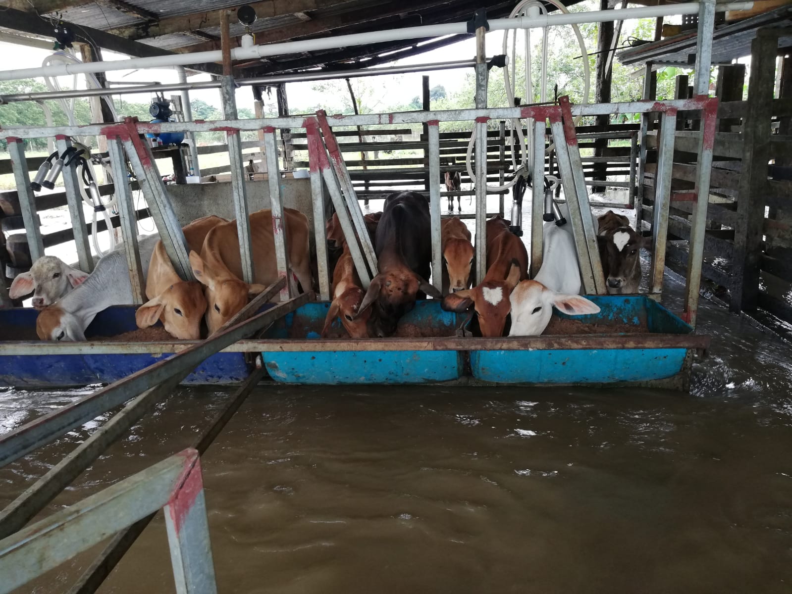 Ganado afectado por lluvias